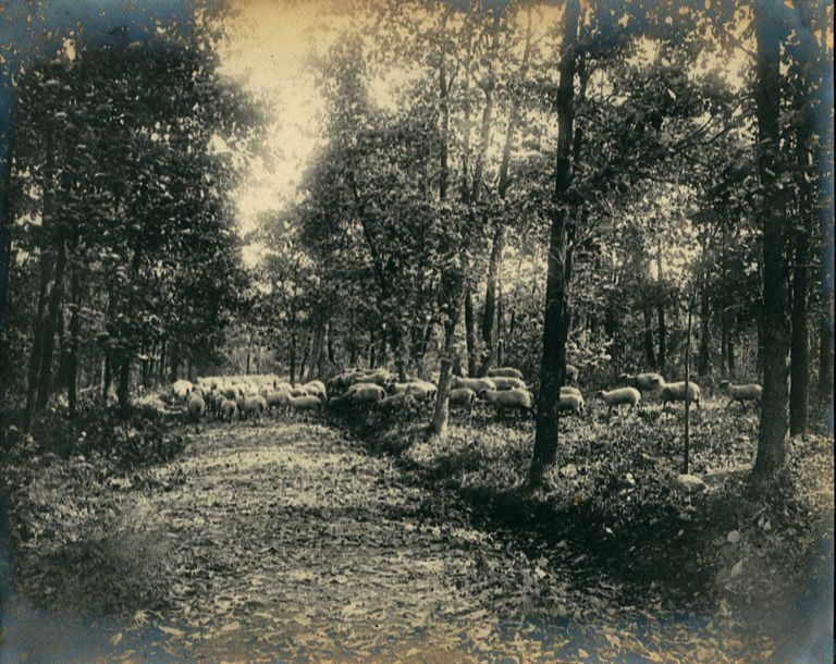          Hartshorn Photo Album 2: In the Parsonage Woods picture number 1
   