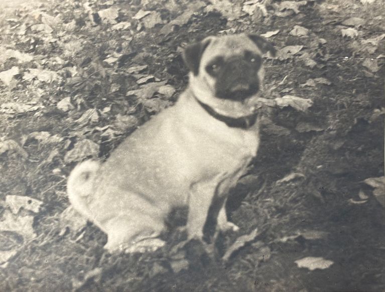          Heerwagen: Heerwagen's Prized Pug, 1952 picture number 1
   