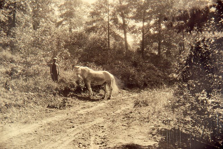         Arboretum: Horse and Man at the Arboretum by Cora Hartshorn picture number 1
   