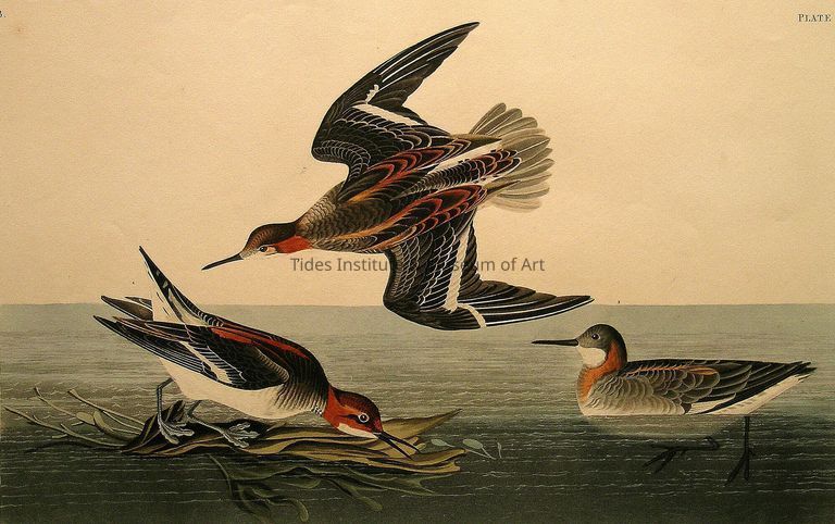 John James Audubon (1785-1851) | Hyperborean Phalarope | 1834