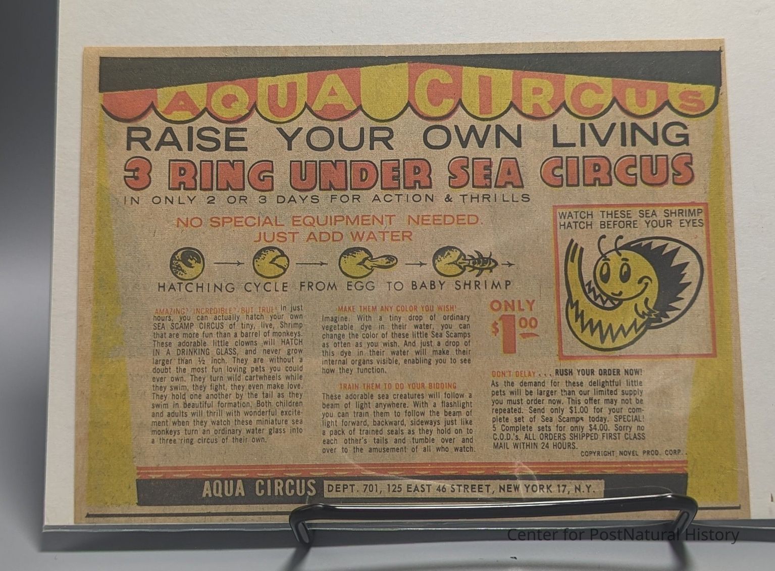 Just Add Water: The Yolanda Signorelli Sea-Monkey Collection