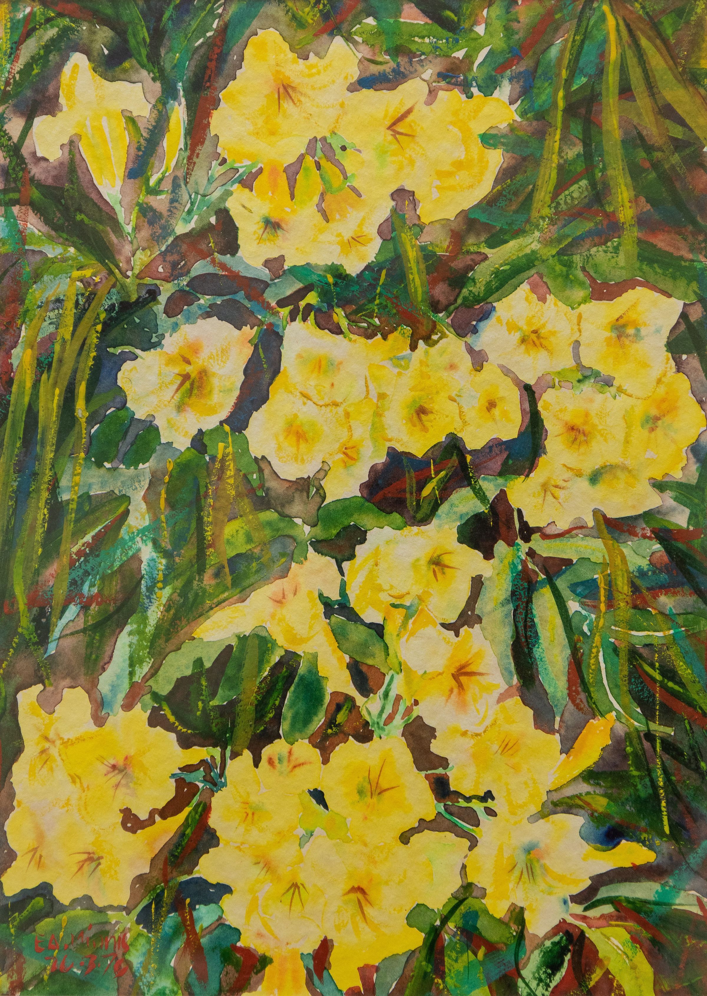 Yellow Elder picture number 1