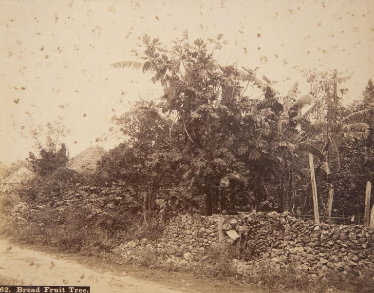 Bread fruit tree (print 362) picture number 1