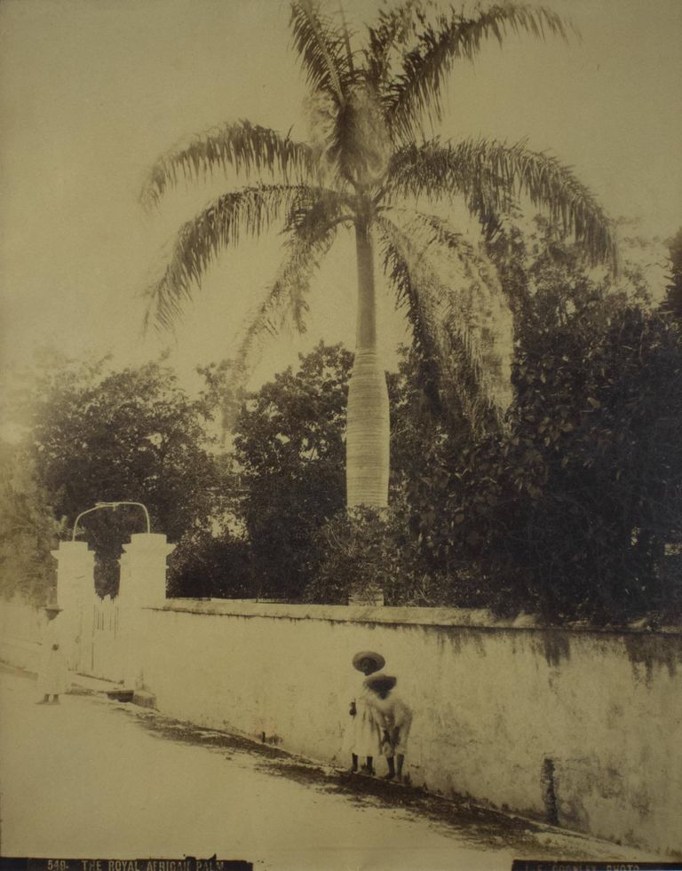 The Royal African Palm (print 549) picture number 1