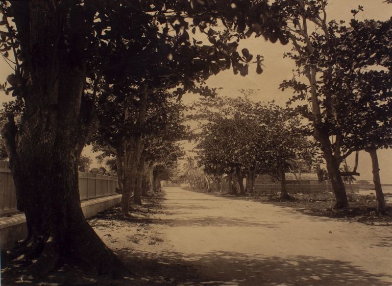 Avenue of almond trees near the polo grounds (print 370) picture number 1
