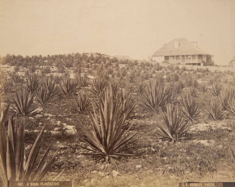 A Sisal Plantation (print 497) picture number 1