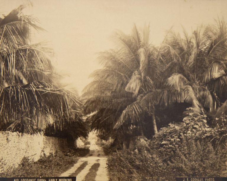 Coconut Grove, Early Morning (PRINT 410) picture number 1