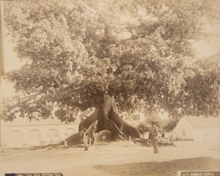 The Silk Cotton Tree (print 504) picture number 1
