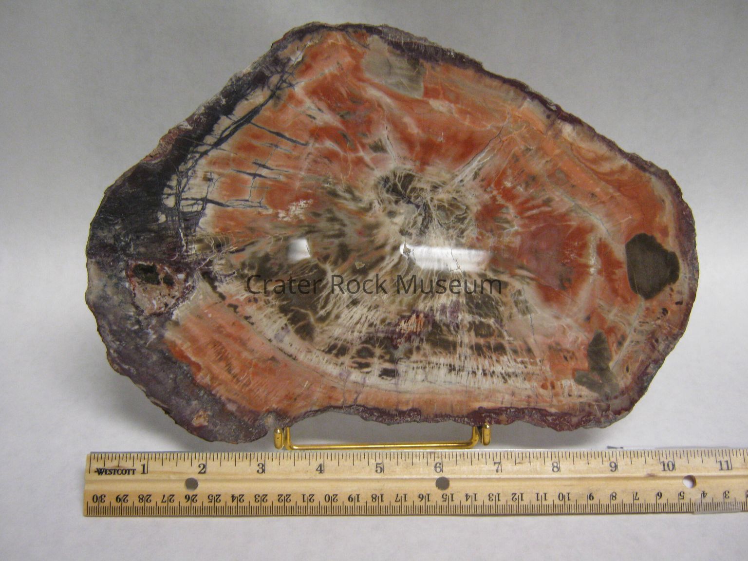 Araucaria