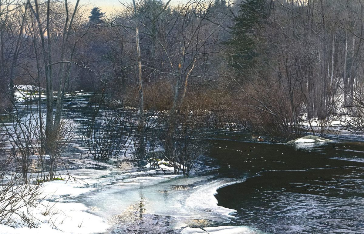 Holloway Brook: Watercolor by Robert Verity Clem, depicting Hooded Merganser