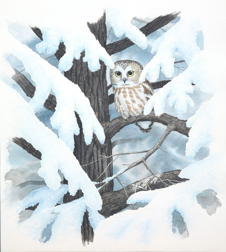 Untitled [Northern Saw-whet Owl]: Watercolor by John Sill, depicting Northern Saw-whet Owl