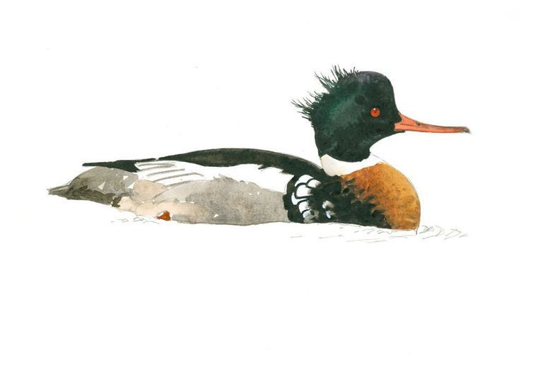 Red-breasted Merganser: Watercolor by Barry Van Dusen, depicting Red-breasted Merganser, Illustrations