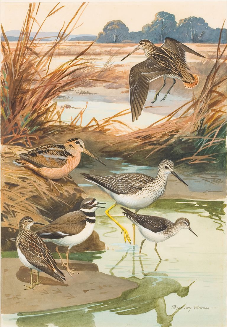 Rice Field Scene: Watercolor by Roger Tory Peterson, depicting Wilson's Snipe, American Woodcock, Greater Yellowlegs, Pectoral Sandpiper, Killdeer, Solitary Sandpiper