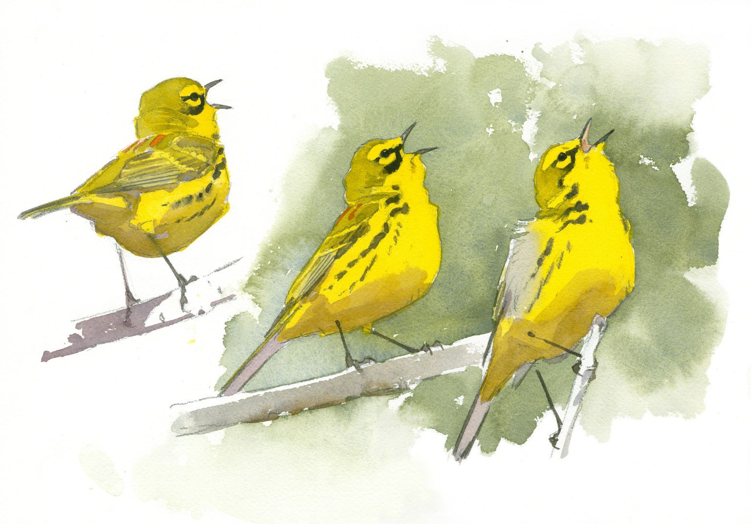 07 Songbirds