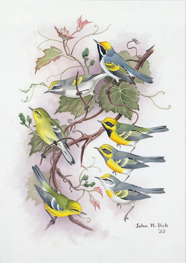 Warblers: Watercolor by John Henry Dick, depicting Blue-winged Warbler, Golden-winged Warbler