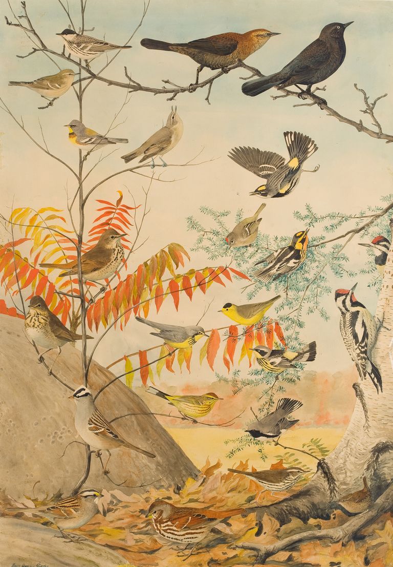 Untitled [Audubon Bird Chart Number Four]: Watercolor by Louis Agassiz Fuertes, depicting Blackpoll Warbler, Northern Parula, Hermit Thrush, White-crowned Sparrow, White-throated Sparrow, Rusty Blackbird, Philadelphia Vireo, Yellow-rumped Warbler, Ruby-crowned Kinglet, Blackburnian Warbler, Canada Warbler, Wilson's Warbler, Magnolia Warbler, Yellow-bellied Sapsucker, Palm Warbler, Black-throated Blue Warbler, Northern Waterthrush, Fox Sparrow, Winter Wren, Illustrations