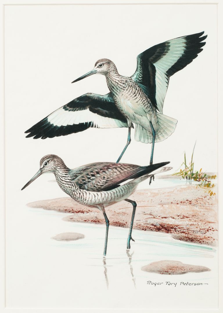 Untitled [Willets]: Watercolor by Roger Tory Peterson, depicting Willets