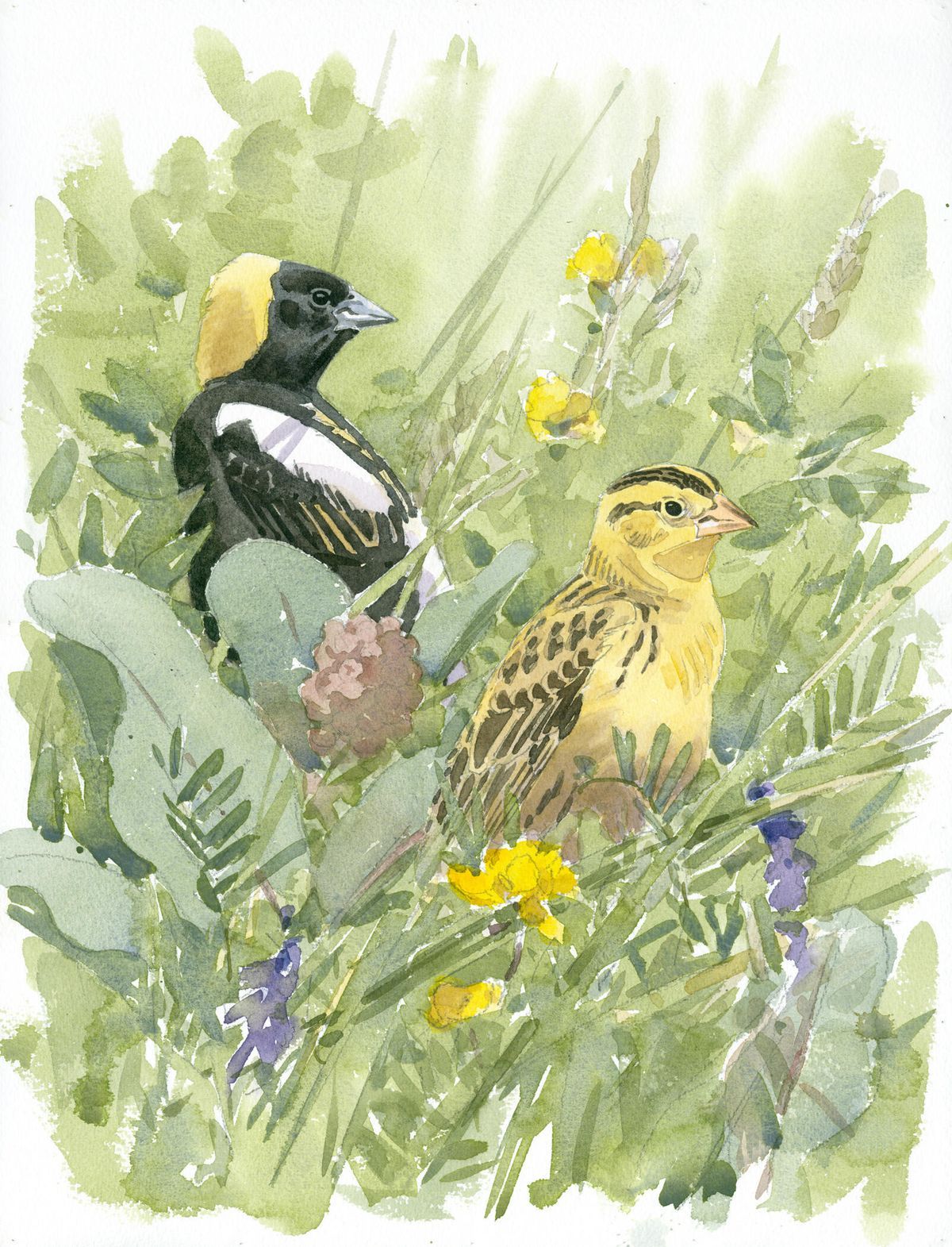 Bobolink Pair: Watercolor on paper by Barry Van Dusen, depicting Bobolink, Illustrations