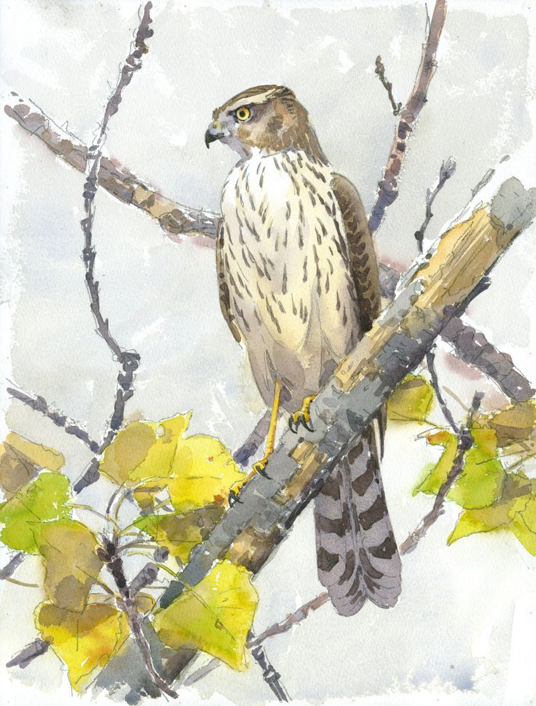 Young Cooper's Hawk in Poplar: Watercolor by Barry Van Dusen, depicting Cooper's Hawk, Poplar, Illustrations