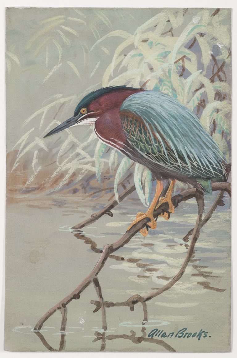 Untitled [Green Heron]: Watercolor by Allan Cyril Brooks, depicting Green Heron, Bird Portraits, Illustrations