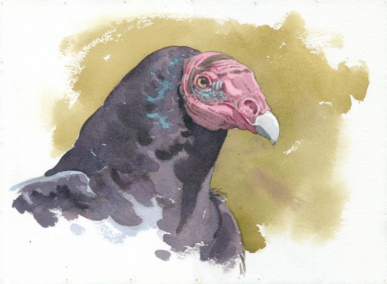 Turkey Vulture: Watercolor by Barry Van Dusen, depicting Turkey Vulture