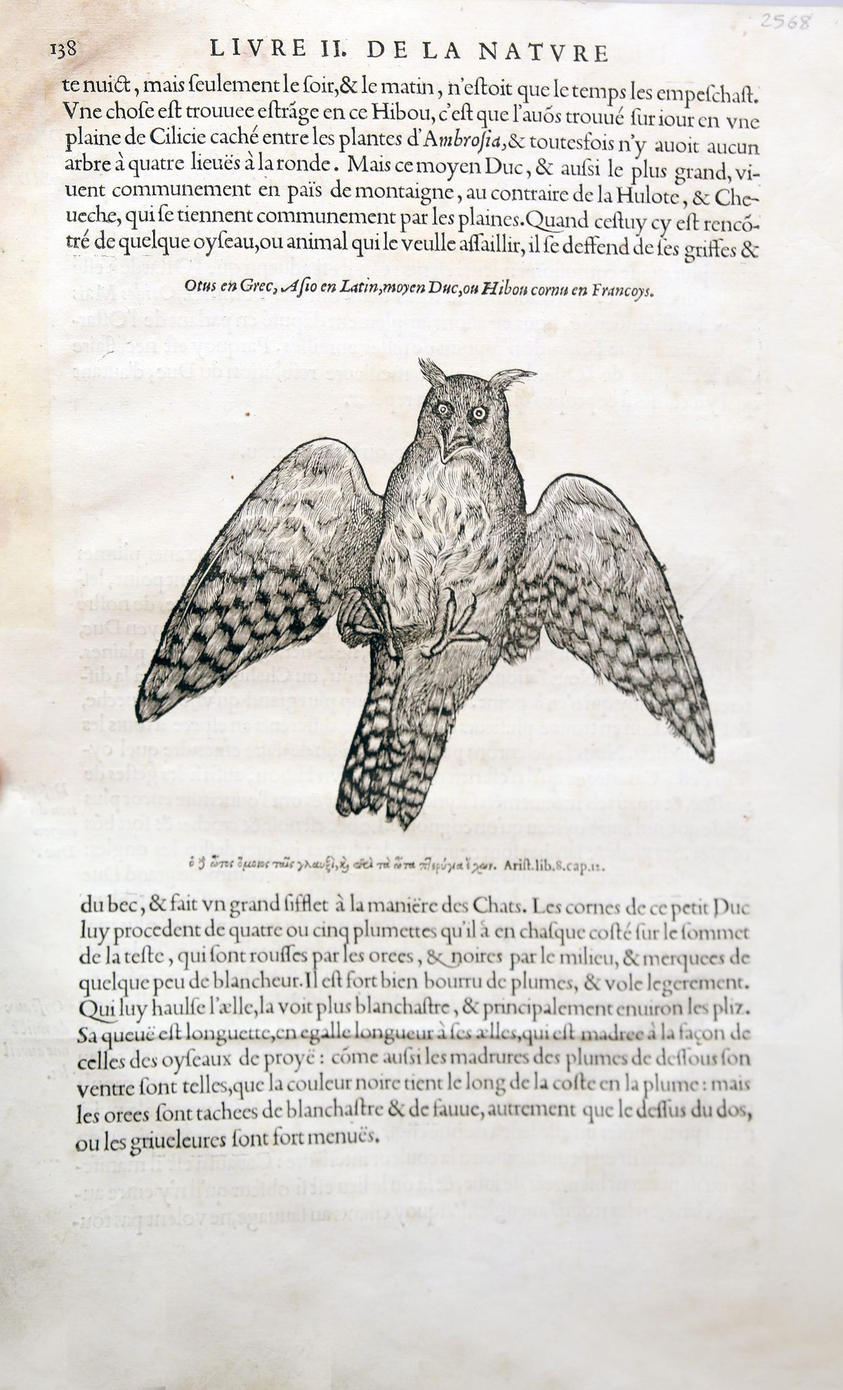 Otus en Grec, Asio en Latin, moyen Duc, ou Hibou cornu en Francoys: Woodcutartist not listed, depicting Long-eared owl