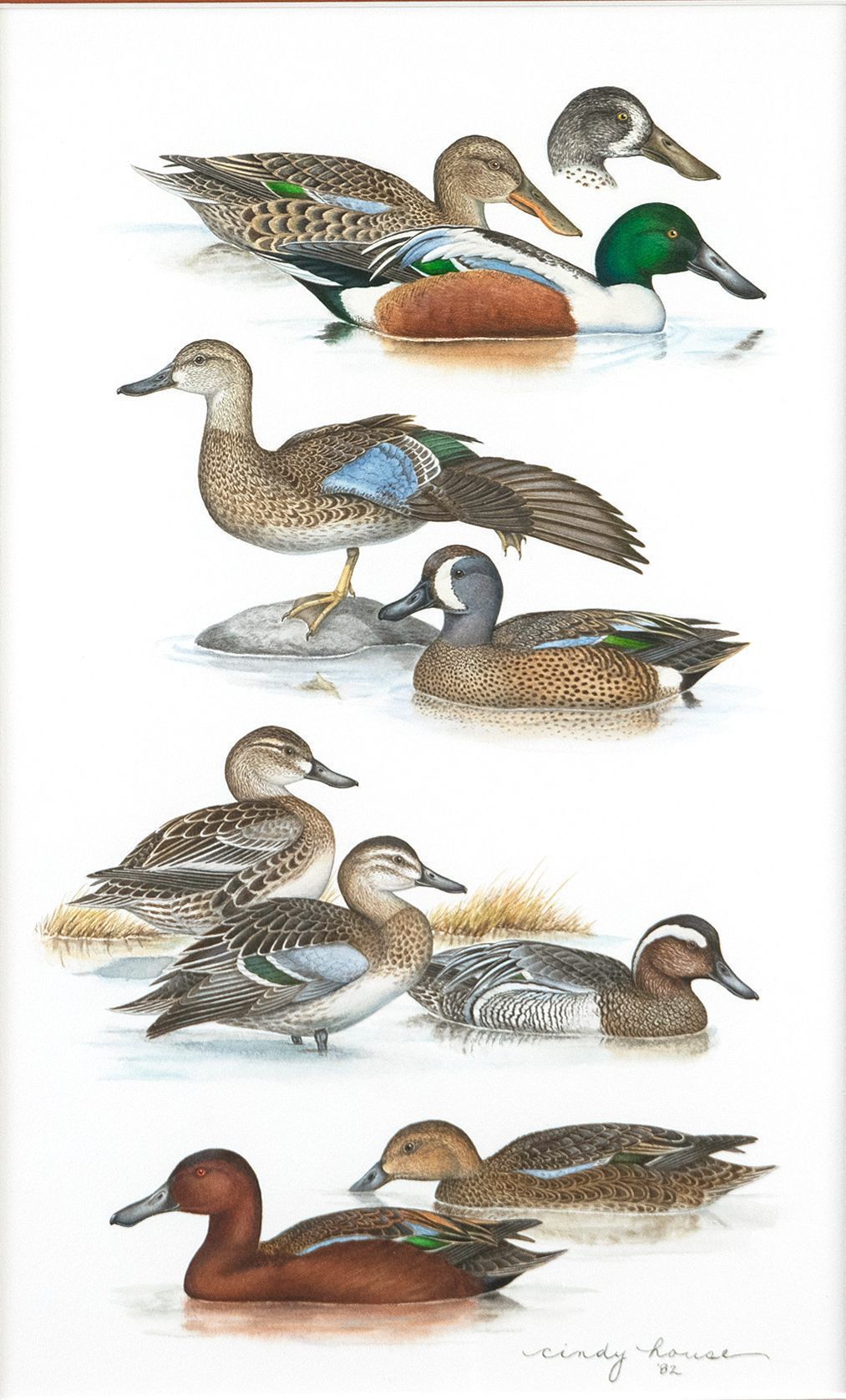 08 Field Guide Plates