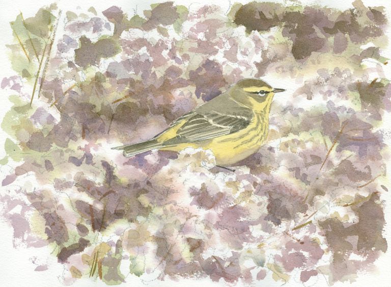 Palm Warbler in Ripe Goldenrod: Watercolor by Barry Van Dusen, depicting Palm Warbler, Illustrations