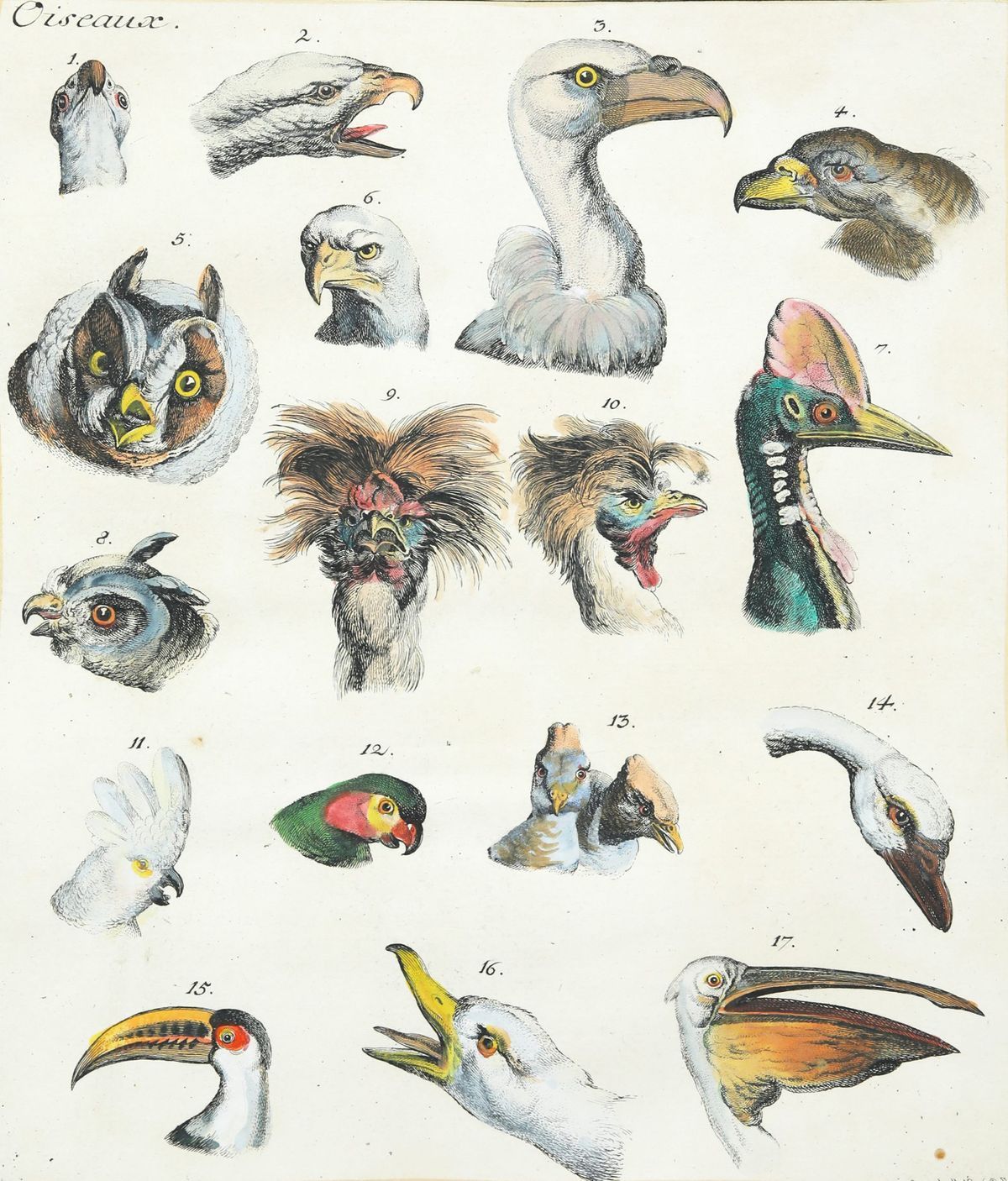 Oiseaux: Engraving, watercolor by Johann Rudolph Schellenberg, depicting Portraits of birds' heads