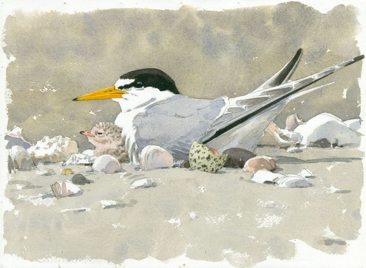 Least Tern with Chick and Eggshell: Watercolor on paper by Barry Van Dusen, depicting Least Tern, Illustrations