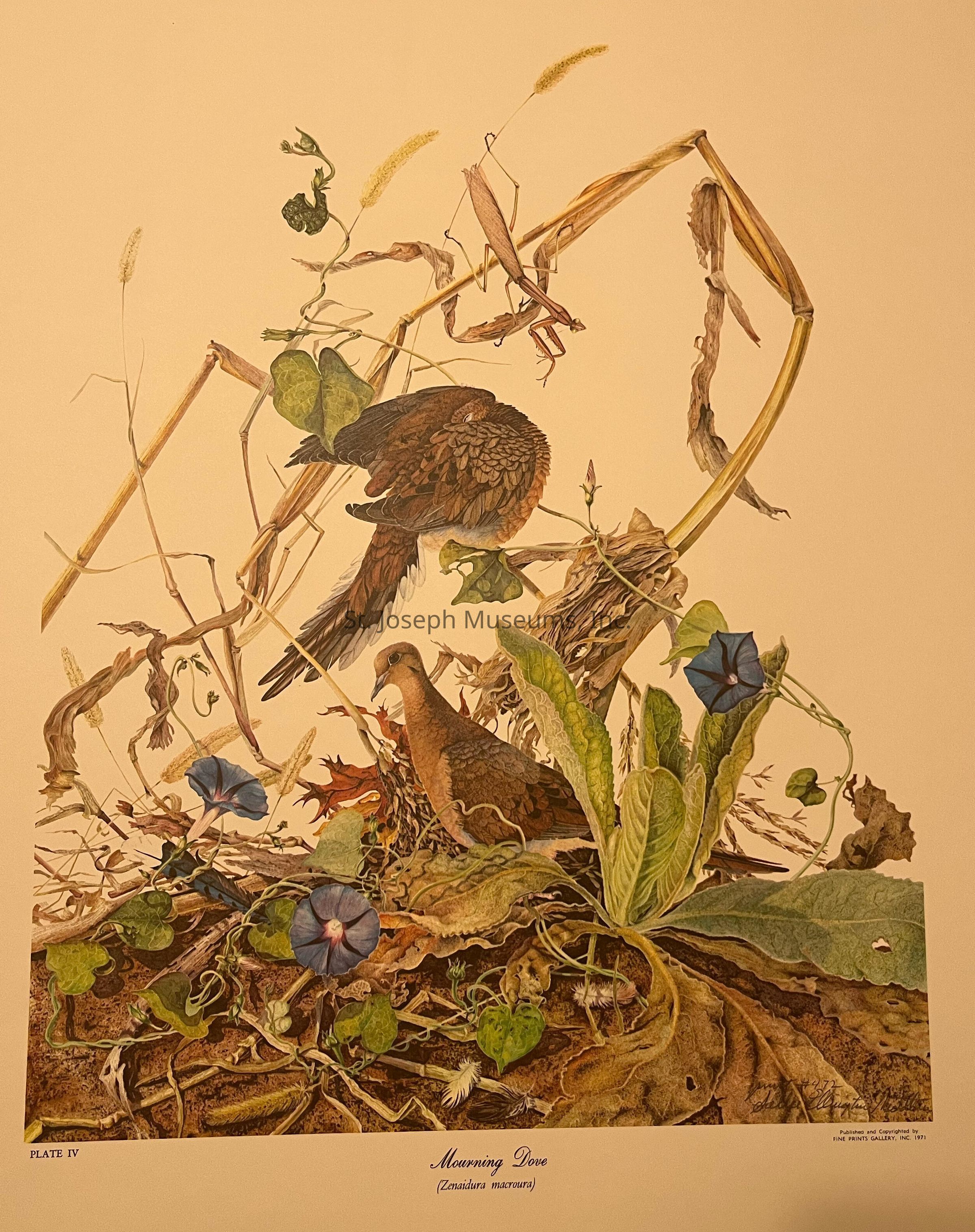 The image showcases an intricately detailed illustration of mourning doves amidst a natural setting, portraying one dove perched on the dried stalks of tall plants, while another stands on the ground among foliage and blue morning glory flowers; the scene, filled with earthy tones and vibrant green leaves, captures a serene and peaceful wildlife environment, highlighting the exquisite textures of the birds' plumage and the organic complexity of the surrounding vegetation, including twisting stems, sprawling leaves, and the bare, earthy ground, all meticulously rendered to convey a harmonious blend of nature's beauty, presence, and tranquility, creating a captivating and immersive visual experience that draws the viewer's eye into the delicate interplay between the fauna and flora, with elements carefully arranged to evoke a sense of balance, life, and stillness within the natural world.