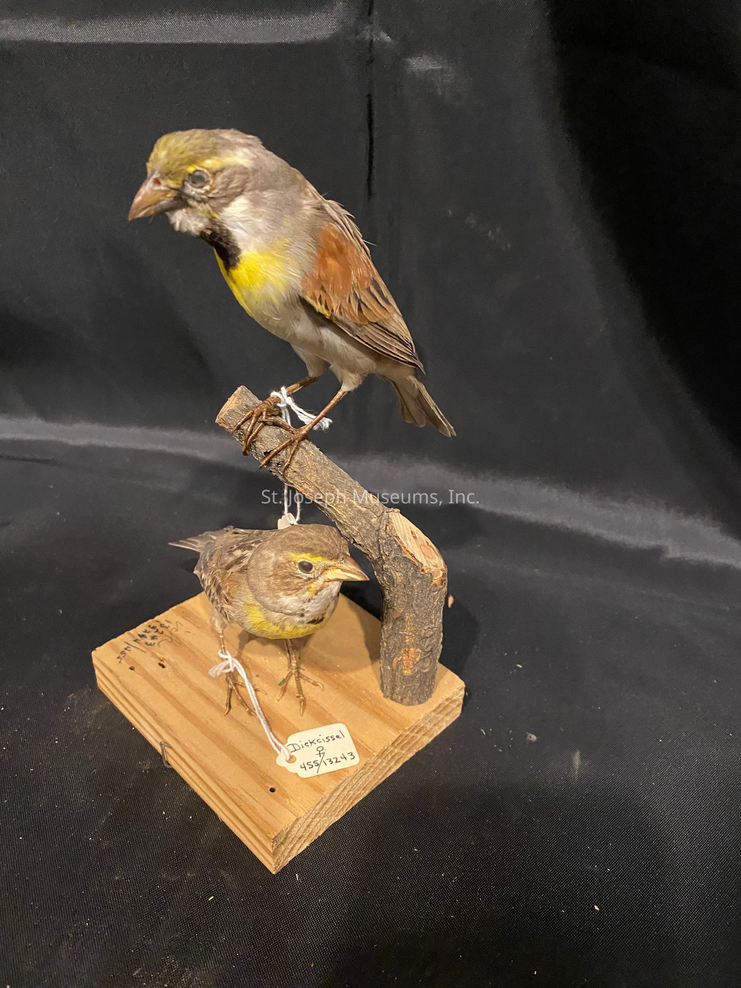 The image features two taxidermied birds mounted on a wood display with a dark backdrop. The larger bird on the top perch has a brown and gray plumage with a striking yellow patch on its chest. The smaller bird below also displays a yellow chest along with brownish feathers. Both birds are secured with twine to a small branch structure that’s attached to a wooden base, which is labeled with the word "Dickcissel" and a series of numbers. The dark background contrasts with the warm colors of the birds and the wooden elements, highlighting the details and craftsmanship of the taxidermy work.