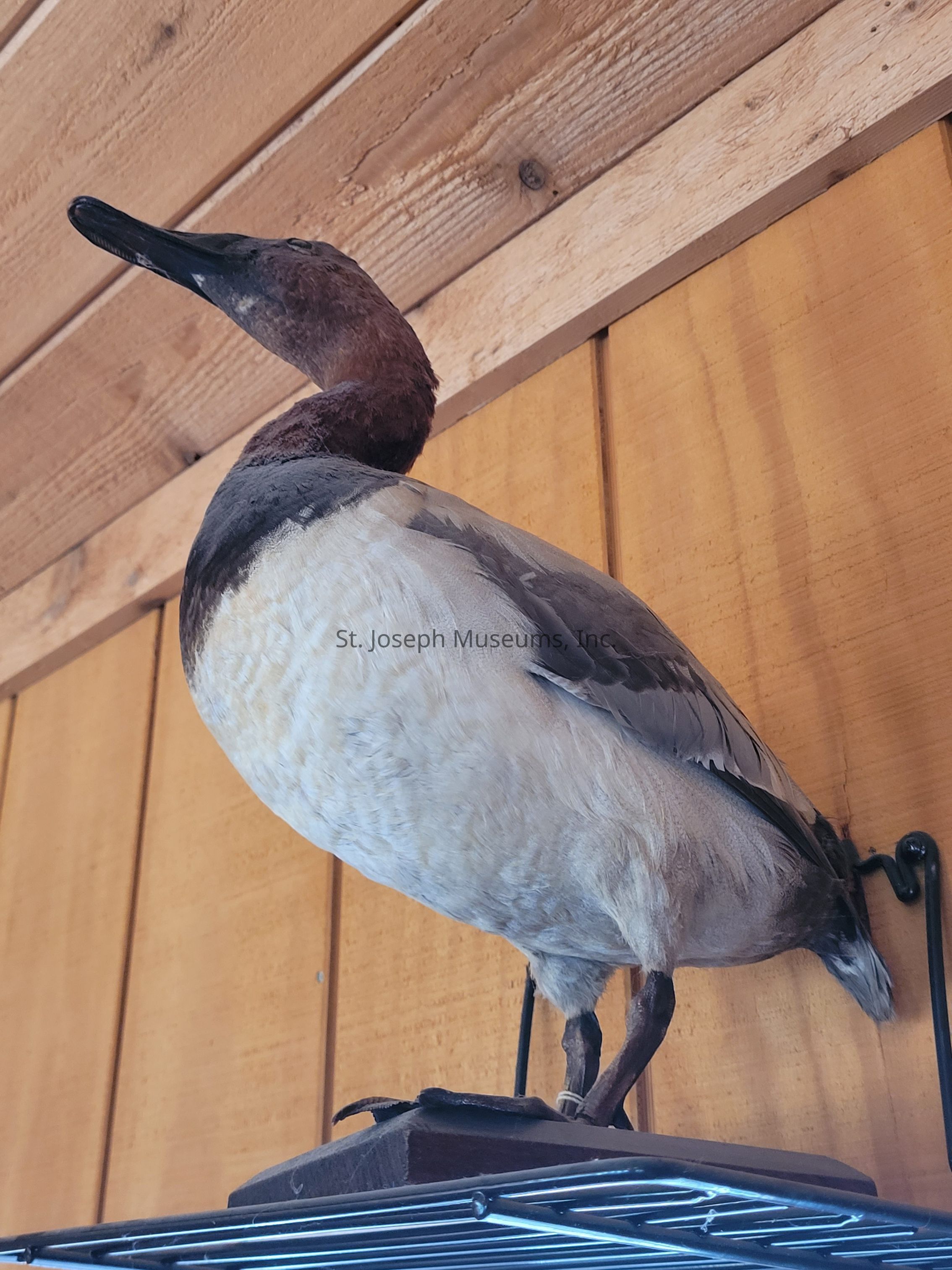 The image depicts a meticulously crafted taxidermy duck mounted on a wooden plaque, displayed against a backdrop of wooden paneling. The duck's plumage features a blend of rich brown and gray tones, capturing the bird in a characteristic upright pose. The black, glossy beak and detailed textures of the feathers demonstrate the skill involved in the taxidermy process, while the setting provides a rustic, naturalized environment, suggesting it might be placed in a cabin or lodge. The wire rack beneath adds a subtle, contrasting modern element to the traditional, earthy ambiance of the scene.