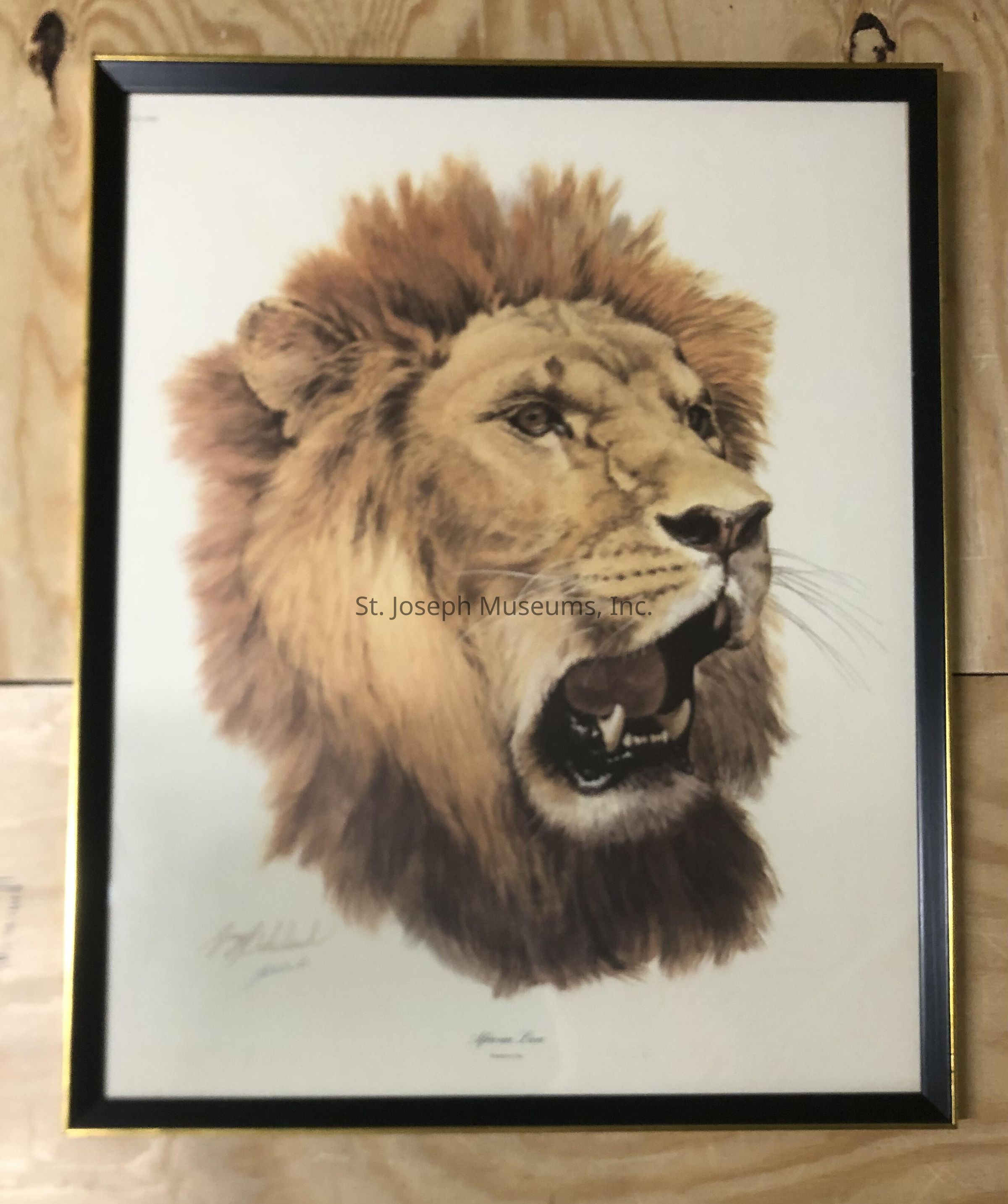 The image features a vibrant and detailed framed painting of a lion’s head, capturing its fierce expression and majestic mane, providing a sense of power and royalty. The lion appears to be roaring, showcasing its sharp teeth, and its eyes are full of life and intensity, reflecting both its wild nature and dignified presence. The painting is set against a light background, which accentuates the rich golden and brown hues of the lion's fur. The frame is dark with a thin, elegant border that adds a touch of sophistication, making the artwork stand out against the wooden wall behind it. The artist's signature is visible, indicating the authenticity and artistic value of the piece. The choice to center the lion's head within the frame ensures that the focus remains entirely on the animal, allowing viewers to admire its details. The combination of fine brushwork and the textured look of the mane add depth and realism, drawing the viewer into the lion’s intense gaze and evocative expression.