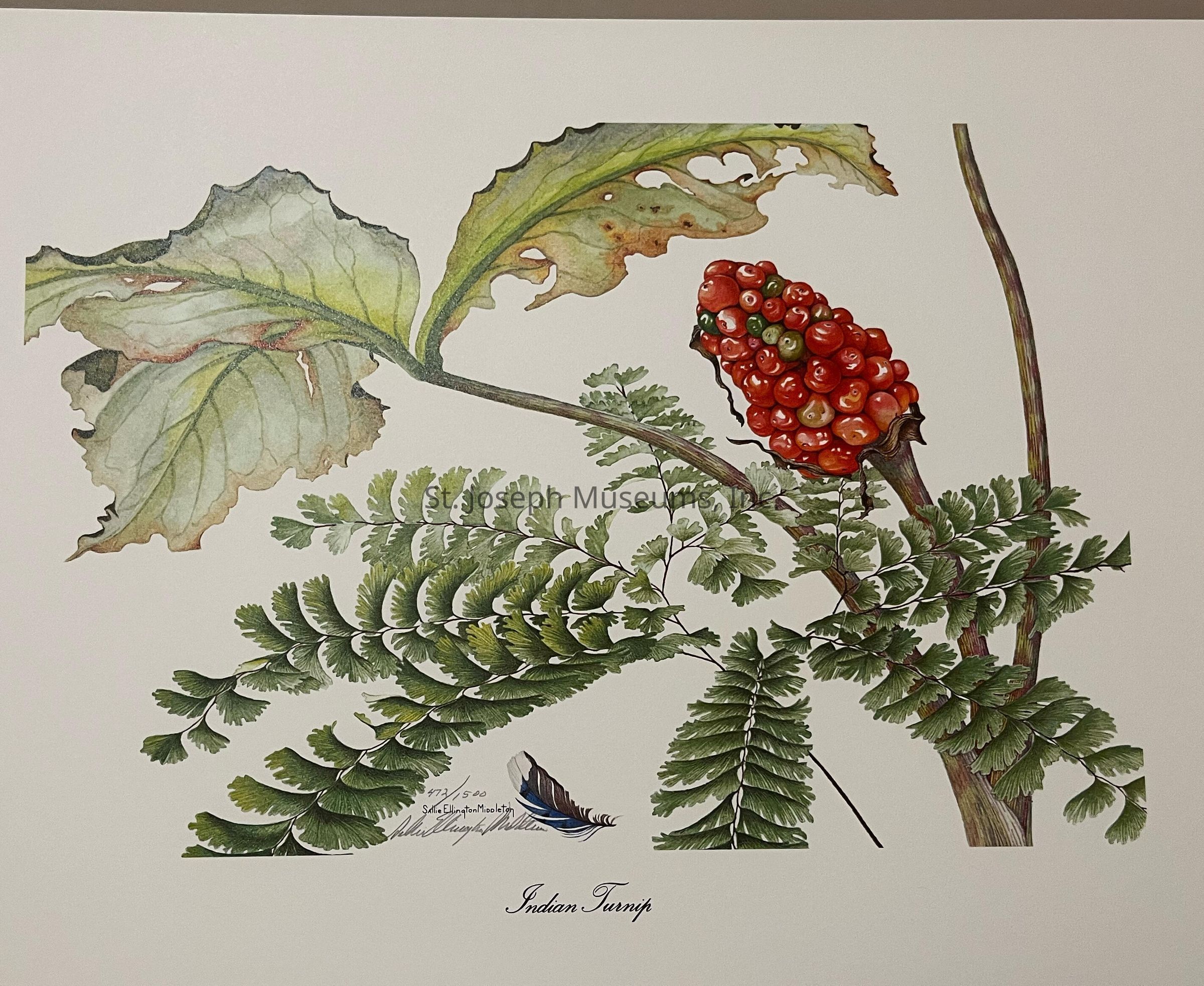 The image depicts a detailed botanical illustration of an Indian Turnip plant, showcasing its lush green fern-like leaves and a striking cluster of red berries. The leaves display intricate details, ranging from delicate vein patterns to varied shades of green and hints of brown, reflecting a natural, organic accuracy. Positioned towards the top right of the image, the vibrant red berries provide a vivid contrast to the foliage. A small feather illustration, included in the bottom left, adds an artistic touch and complements the plant's elegant depiction.