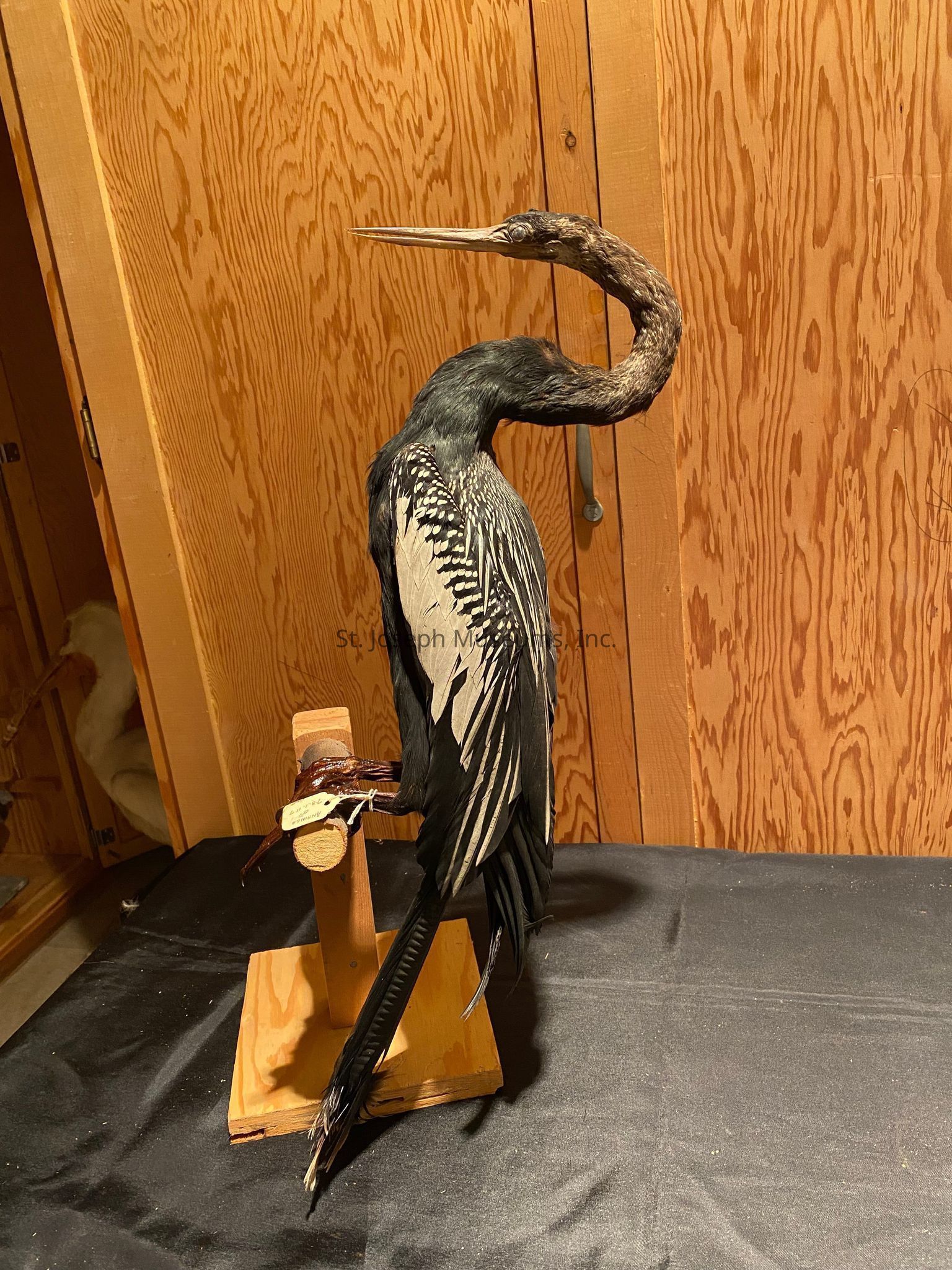 Natural History