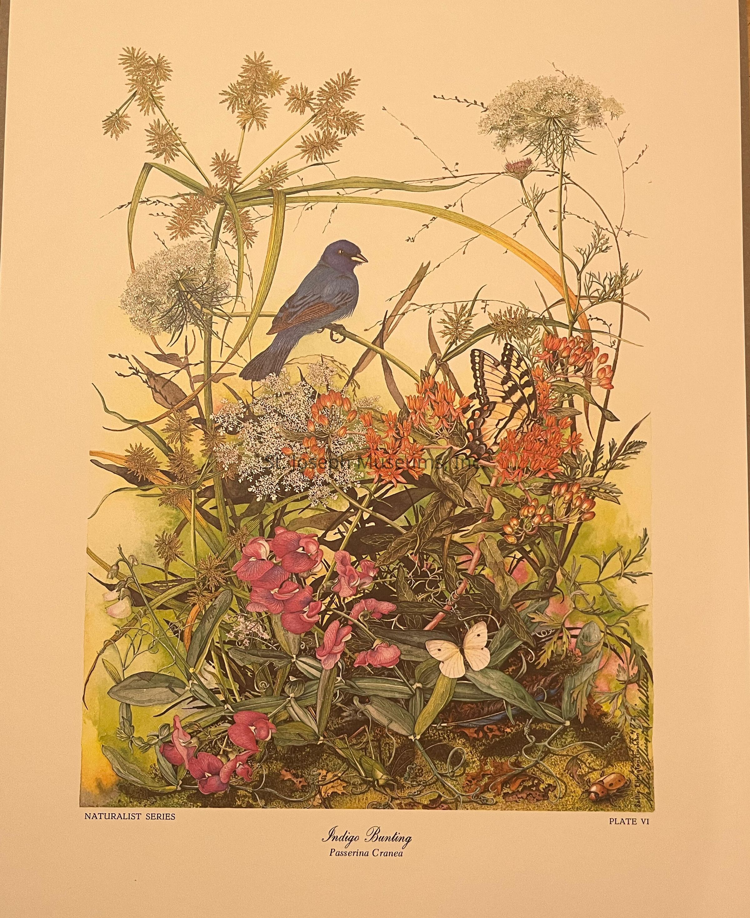 This image is a detailed illustration from the "Naturalist Series" depicting a vivid natural scene. At the center, an Indigo Bunting perches gracefully among a rich tapestry of lush grasses and vibrant wildflowers, creating a lively burst of colors. Orange and purple blooms stand out prominently, with the surrounding foliage tinged in various shades of green. The composition includes intricate details of stems, leaves, and the delicate structures of the flowers. Two butterflies, one with white wings and one resembling a swallowtail, add an element of motion and life to the scene. This artwork, labeled "Plate VI," captures the harmonious beauty of nature with elegance and precision, offering a tranquil yet dynamic portrayal of a thriving natural habitat.