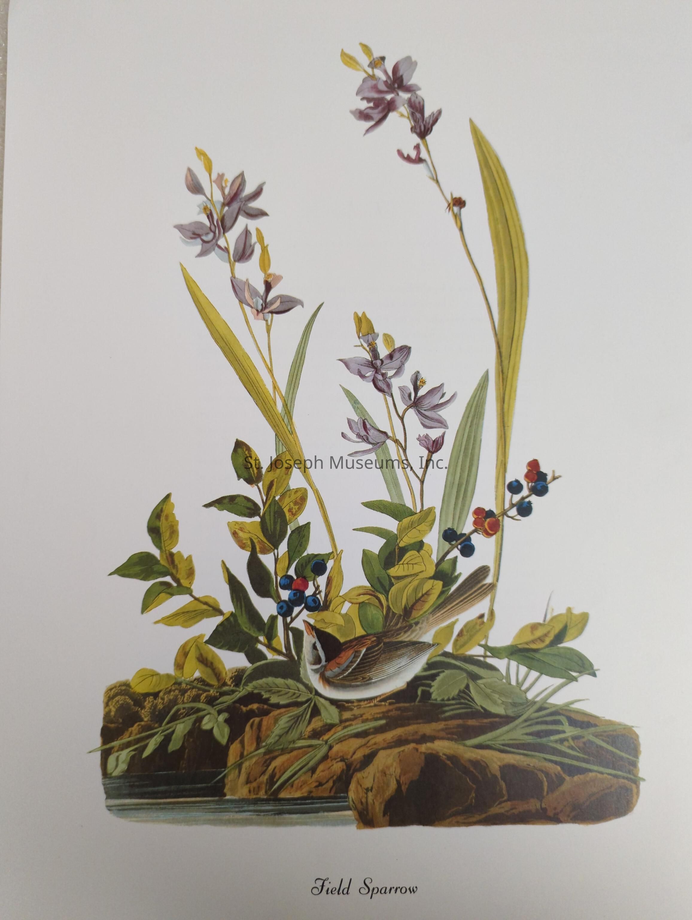 The image is a beautifully detailed illustration depicting a field sparrow perched on a rocky surface surrounded by lush vegetation. The sparrow, with its distinctive markings and soft brown hues, sits amid a vibrant arrangement of leaves and grasses, which are intricately colored in various shades of green. Purple flowers with elongated yellow-green stems add contrast to the composition, while clusters of blueberries bring pops of rich blue and red, creating a harmonious blend of colors. The natural setting evokes a serene and tranquil atmosphere, capturing the essence of a peaceful meadow or woodland scene. Fine detail is evident in the realistic depiction of the bird's plumage and the intricacies of the foliage and blossoms, demonstrating a keen observation of nature. The words "Field Sparrow" are elegantly inscribed beneath the image, identifying the species and adding to the artistic charm of this captivating portrayal of wildlife.