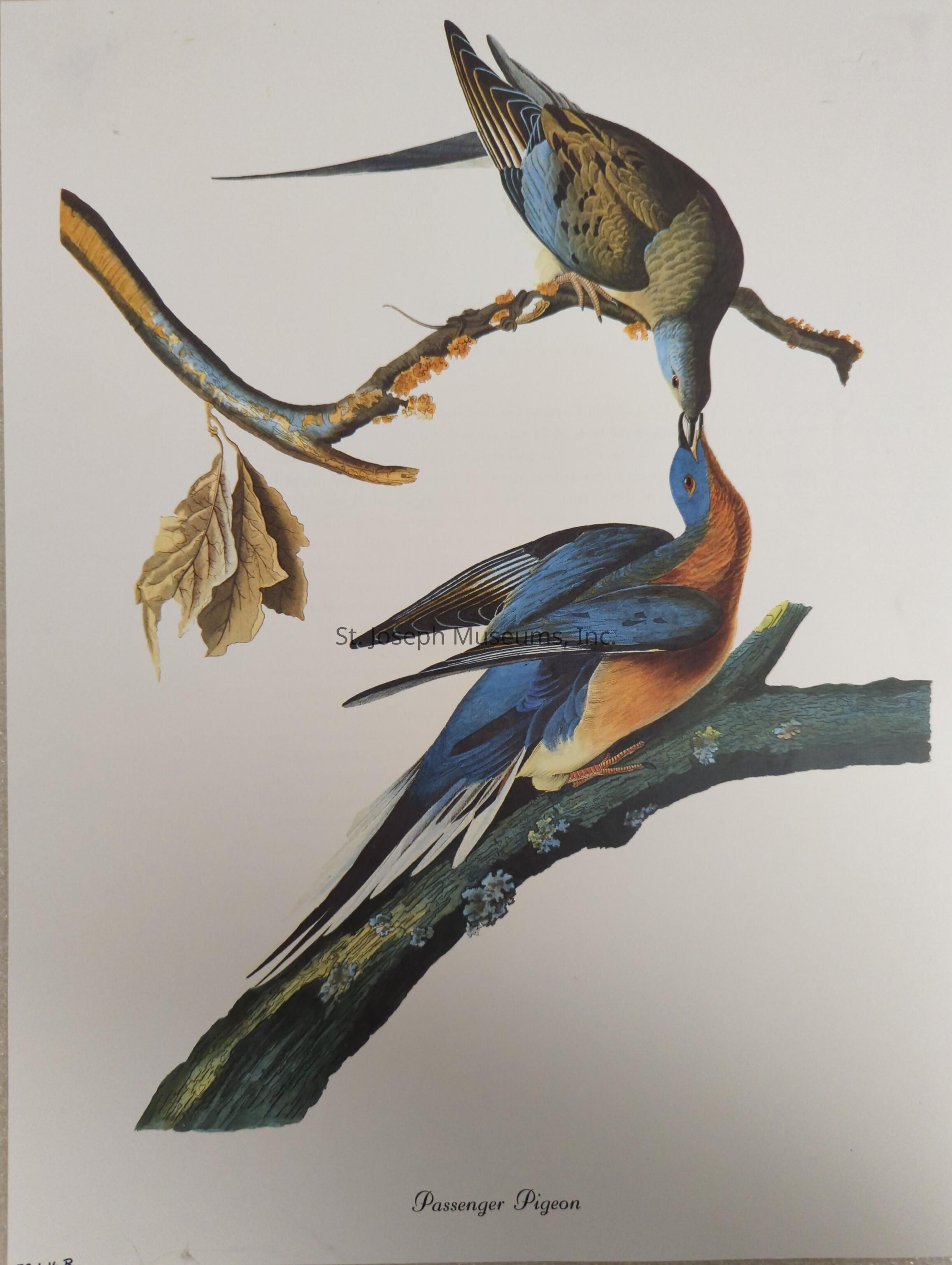 The image depicts two passenger pigeons in an artistic illustration, where one is perched on a branch with vibrantly colored leaves, engaging in gentle interaction with another pigeon below it. The bird above has a blend of brown and blue hues, intricately detailed feathers, and a graceful, elongated tail. Its counterpart, resting on a textured green branch adorned with clusters of lichen, showcases rich, contrasting colors of orange and blue, enhancing the visual appeal with its elegant posture. This composition captures a serene and intimate moment between the birds, emphasizing their delicate and beautiful features against a clean white background, highlighting the artist’s skill in portraying these once-abundant, now-extinct creatures with remarkable realism and attention to detail.