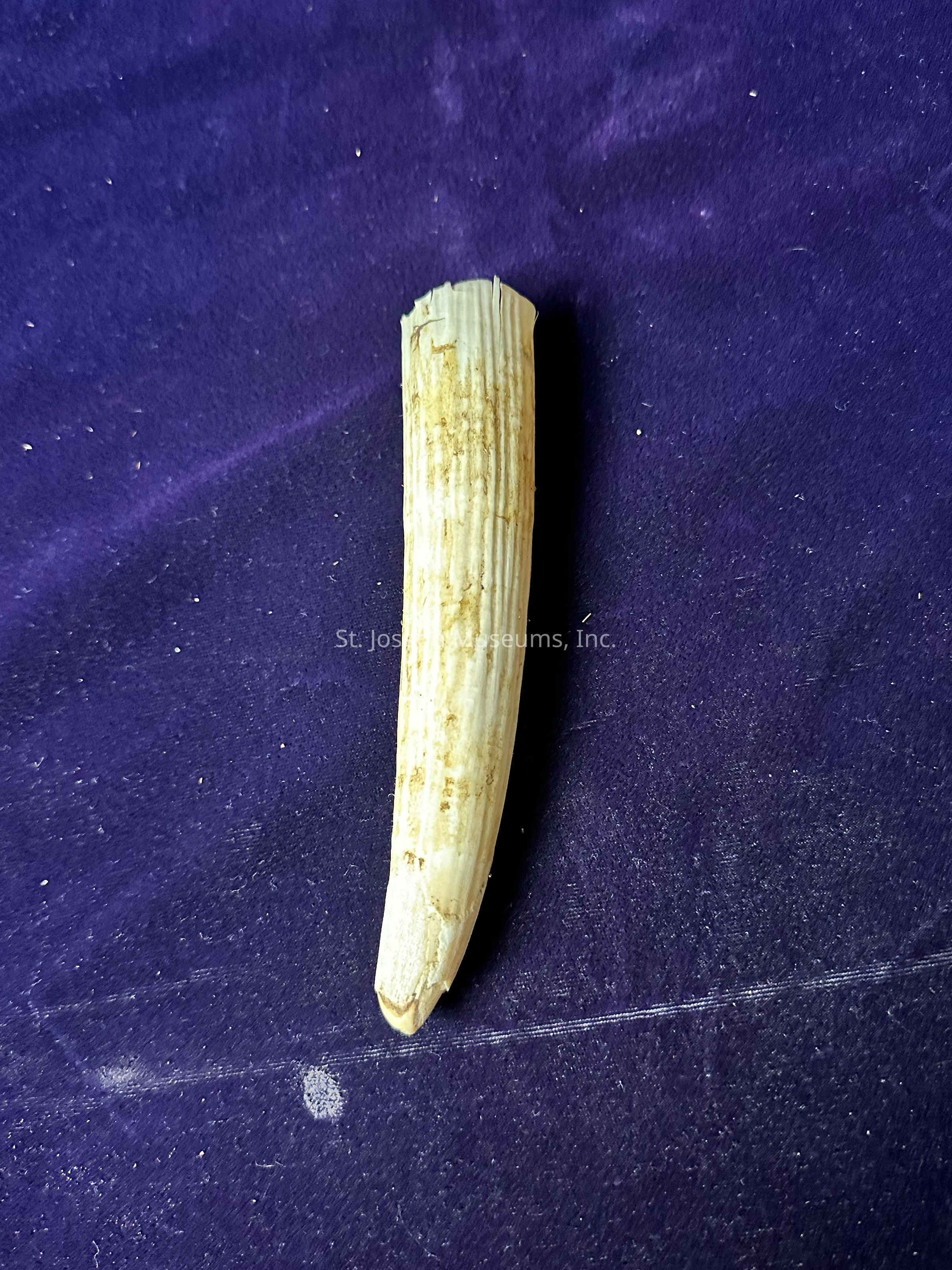 The image showcases an object resembling a tooth, possibly a fossilized tooth of a prehistoric creature or a large animal, positioned centrally on a textured, deep purple background. The tooth is elongated and conical, narrowing towards one end while being broader and slightly uneven at the other. It features distinct ridges running vertically along its length and has a weathered, pale beige-brown coloration, suggesting age or exposure to environmental elements over time. The purple background, likely a fabric, shows subtle folds and varying shades of purple, possibly due to the way light interacts with its texture. Small specks of dust are visible on the fabric, adding to the natural and untouched appearance of the scene. This intriguing find invites curiosity about its origins and the story it might tell about ancient times.