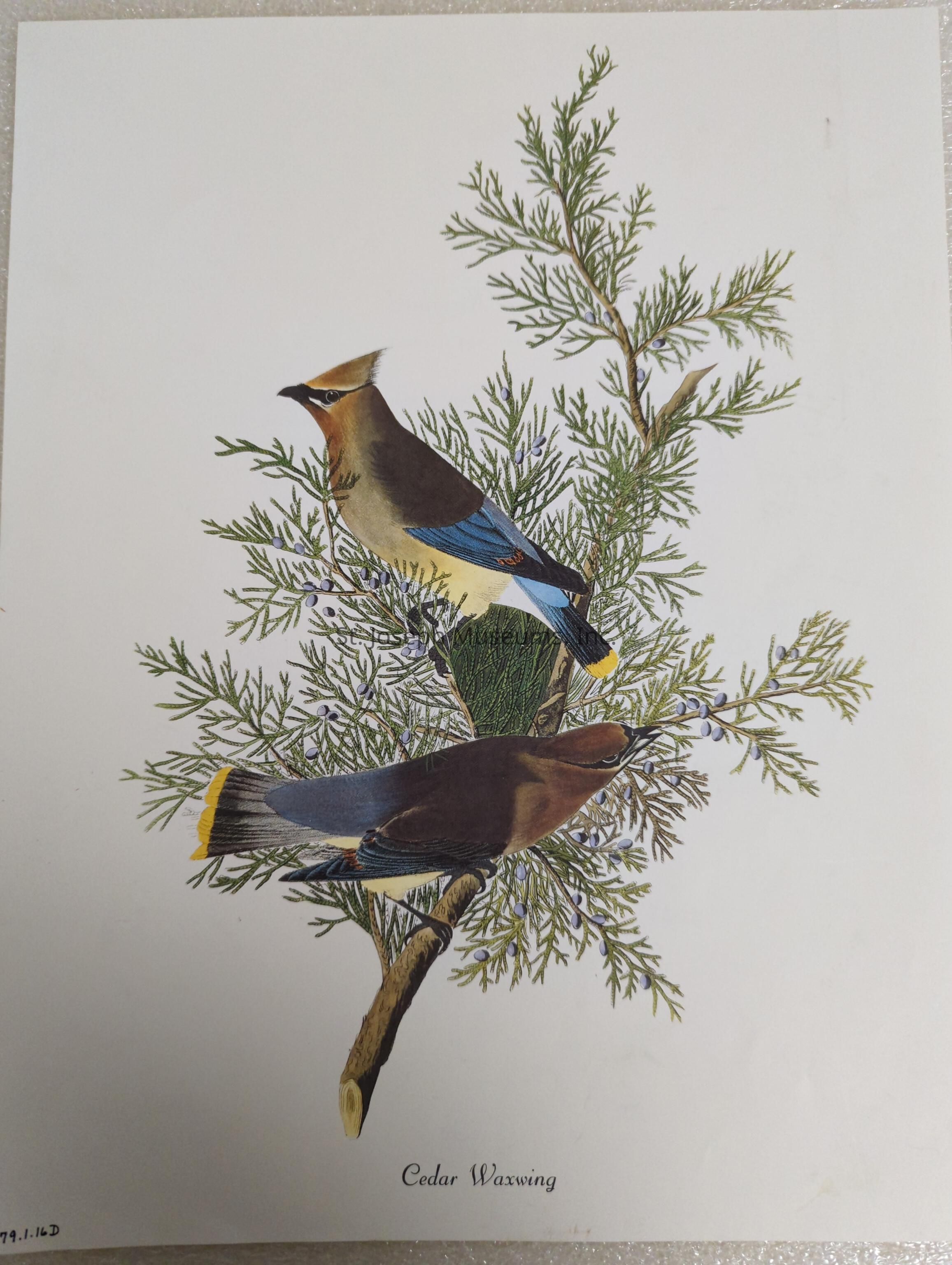 The image depicts an artistic illustration of two Cedar Waxwings perched on a branch adorned with green leaves and small berries. The birds are elegantly posed, showcasing their distinct plumage, with shades of brown, blue, and undertones of yellow. The upper bird is perched higher on the branch, its head facing sideways, displaying a prominent crest and a black mask that runs across its eyes. The lower bird also displays a sleek body and subtle markings, positioned to provide a dynamic and natural composition. The background is a plain white, accentuating the intricate detail and vibrant colors of the waxwings and the foliage. This detailed and realistic portrayal captures the beauty of the Cedar Waxwings in their natural habitat, focusing on their unique features and the delicate interactions with their environment. The artwork is labeled "Cedar Waxwing" at the bottom, providing clear identification of the birds depicted.