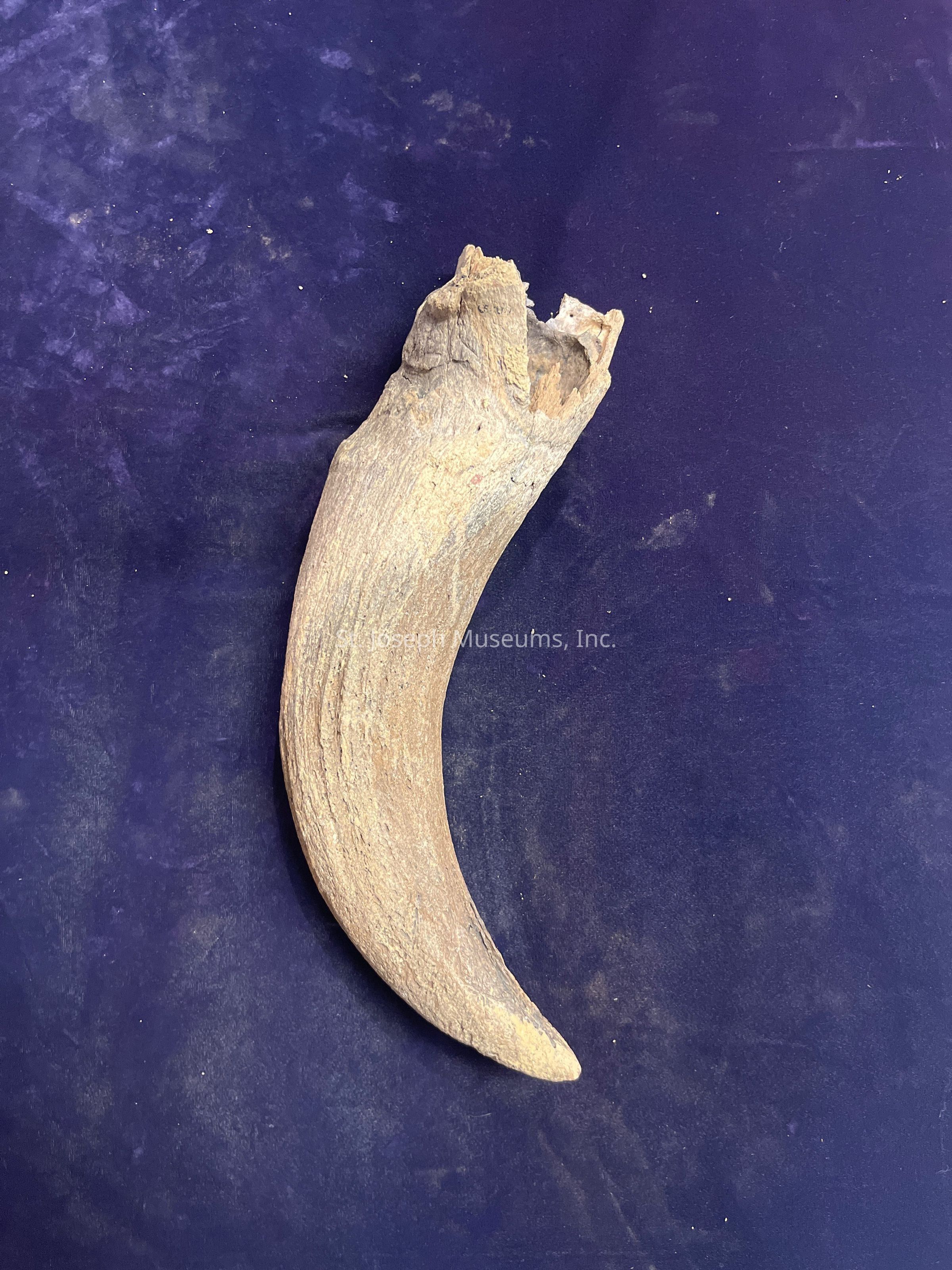 The image showcases a large, curved claw resting on a deep blue surface that has a slightly textured appearance, with subtle variations in shades of blue and faint evidence of wear or use, indicating that the claw may be quite old. The claw itself is a dull brown color, with a rugged texture that suggests it has been weathered over time, and it appears slightly worn with a pointed tip and a thicker base, showcasing natural striations that run along its length. The base of the claw seems to have a rough, uneven edge, possibly broken or chipped, adding to its ancient and primal appearance. This striking piece, which might have belonged to a large bird, dinosaur, or other prehistoric creature, evokes a sense of mystery and intrigue, captivating anyone who gazes upon it. The contrast between the claw and the dark background creates a dramatic effect, allowing the viewer to focus entirely on the details of this fascinating relic, leaving them wondering about its origins and the creature that once wielded it.