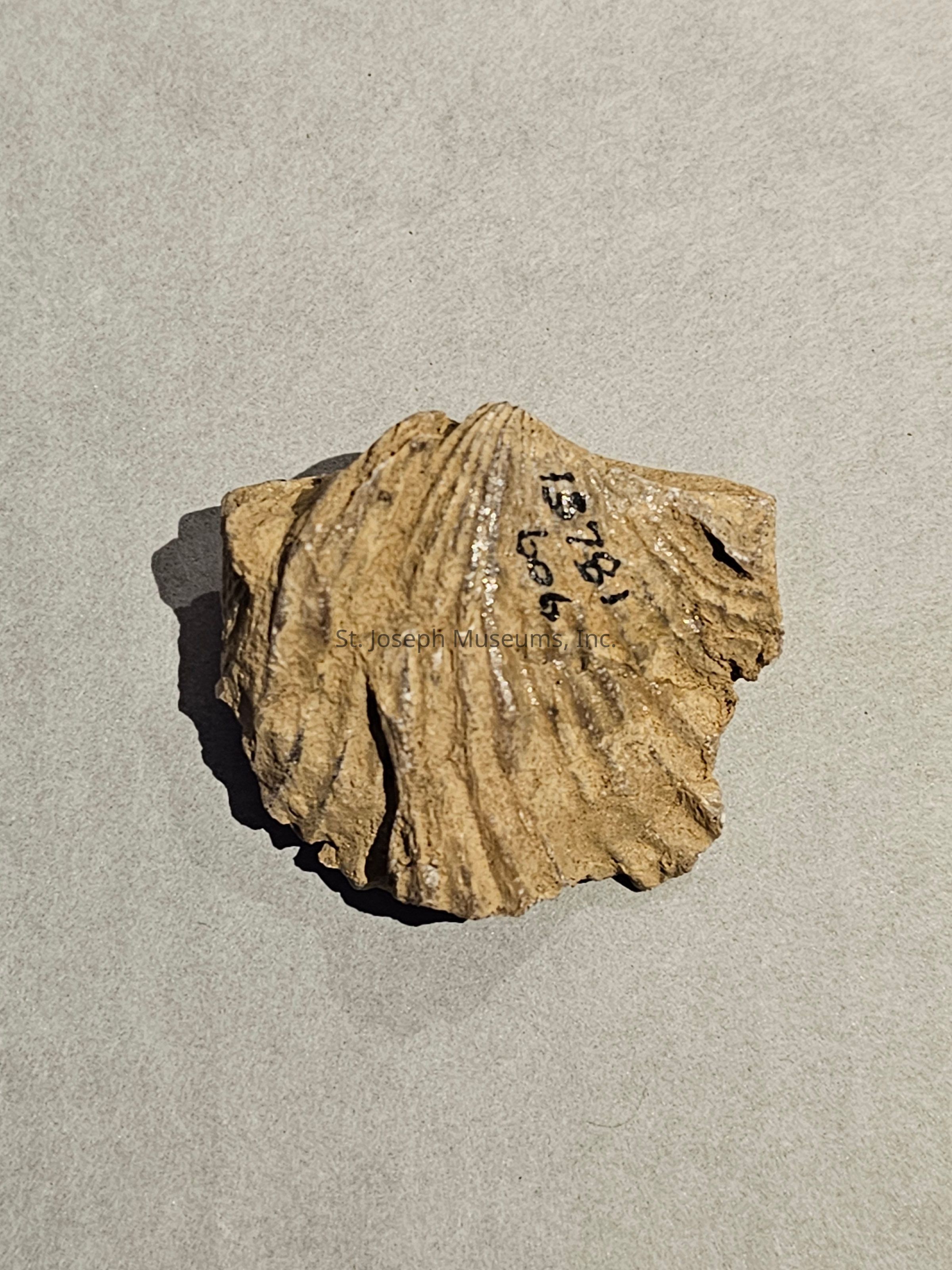 The image features a fossil embedded in a light-colored matrix, likely limestone, against a neutral background. The fossil appears to be a shell with distinctive ridges that radiate from a point near the top, suggesting it might belong to a brachiopod or bivalve. The surface of the shell has a textured, weathered appearance, with some areas displaying a shiny, polished look, possibly due to mineralization over time. Near the center, there are handwritten markings in black ink, reading "B781 L96," which may be catalog numbers or references related to a geological collection or study. The shadow cast by the fossil suggests it is slightly elevated above the surface. The overall color of the fossil is an earthy brown, contrasting subtly with the background, which provides a clear view of the object's intricate details. The lighting highlights the contours and grooves, enhancing the fossil's three-dimensional qualities and offering a glimpse into the ancient life and conditions under which it was formed.