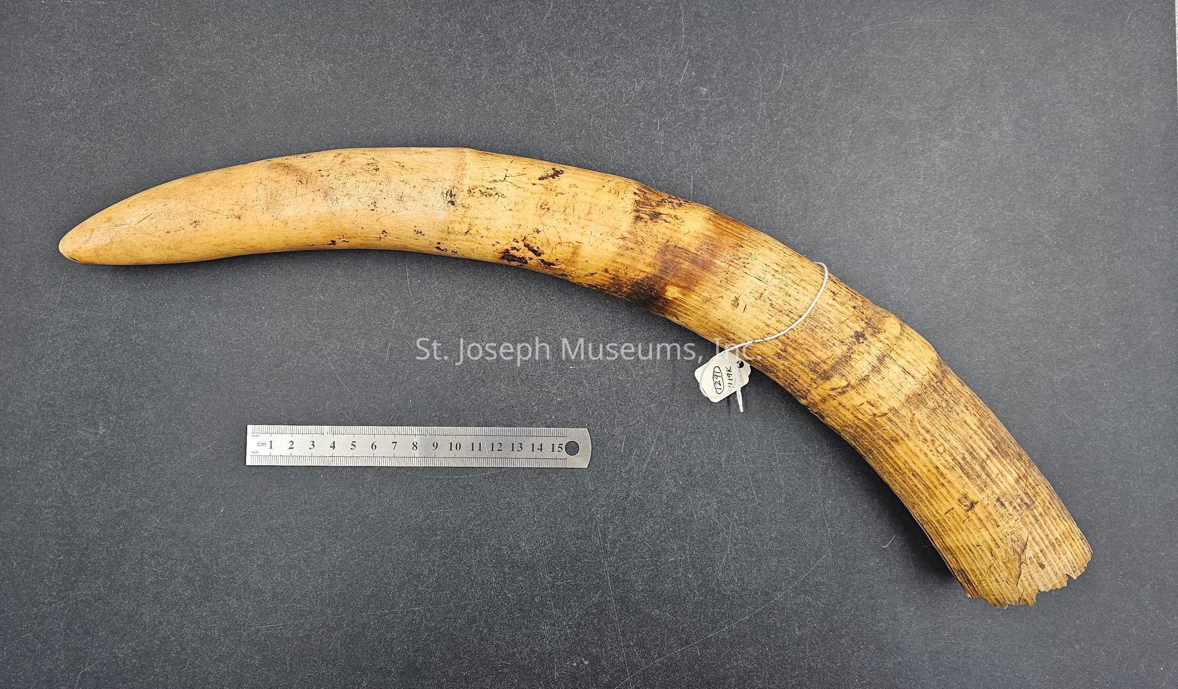 The image depicts a tusk-like object with an elongated, curved shape, placed against a dark background. Its surface exhibits a range of brown and beige tones, with noticeable textural details and various marks or scuffs visible along its length, suggesting signs of aging or wear. Adjacent to the object, a metallic ruler is positioned horizontally, providing a reference for scale and indicating the object's size. A small label is affixed to the broader end of the tusk, possibly serving a cataloging or identification purpose. The overall appearance suggests that this object may have historical or biological significance, possibly as a specimen for study or display.