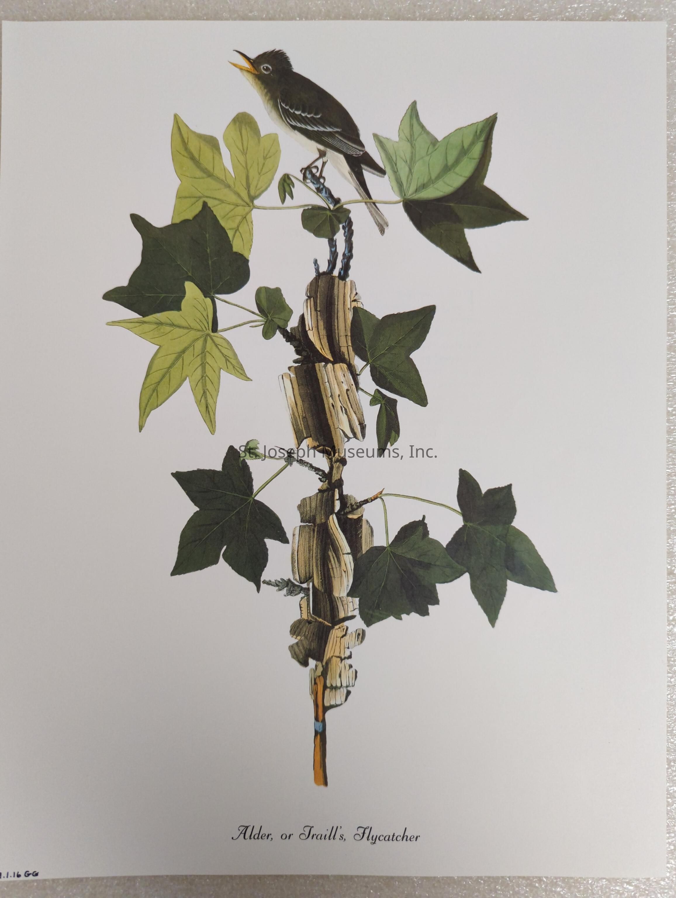 The image depicts an artistic illustration of an Alder or Traill's Flycatcher perched atop an arrangement of branches entwined with lush, green leaves. The bird, with its distinct feathers and open beak, suggests it might be vocalizing. Below it, the branches appear to be artfully bound together, creating a visually appealing vertical composition. This nature-themed artwork captures a serene moment, highlighting the elegance and simplicity of the flycatcher amid its natural habitat.