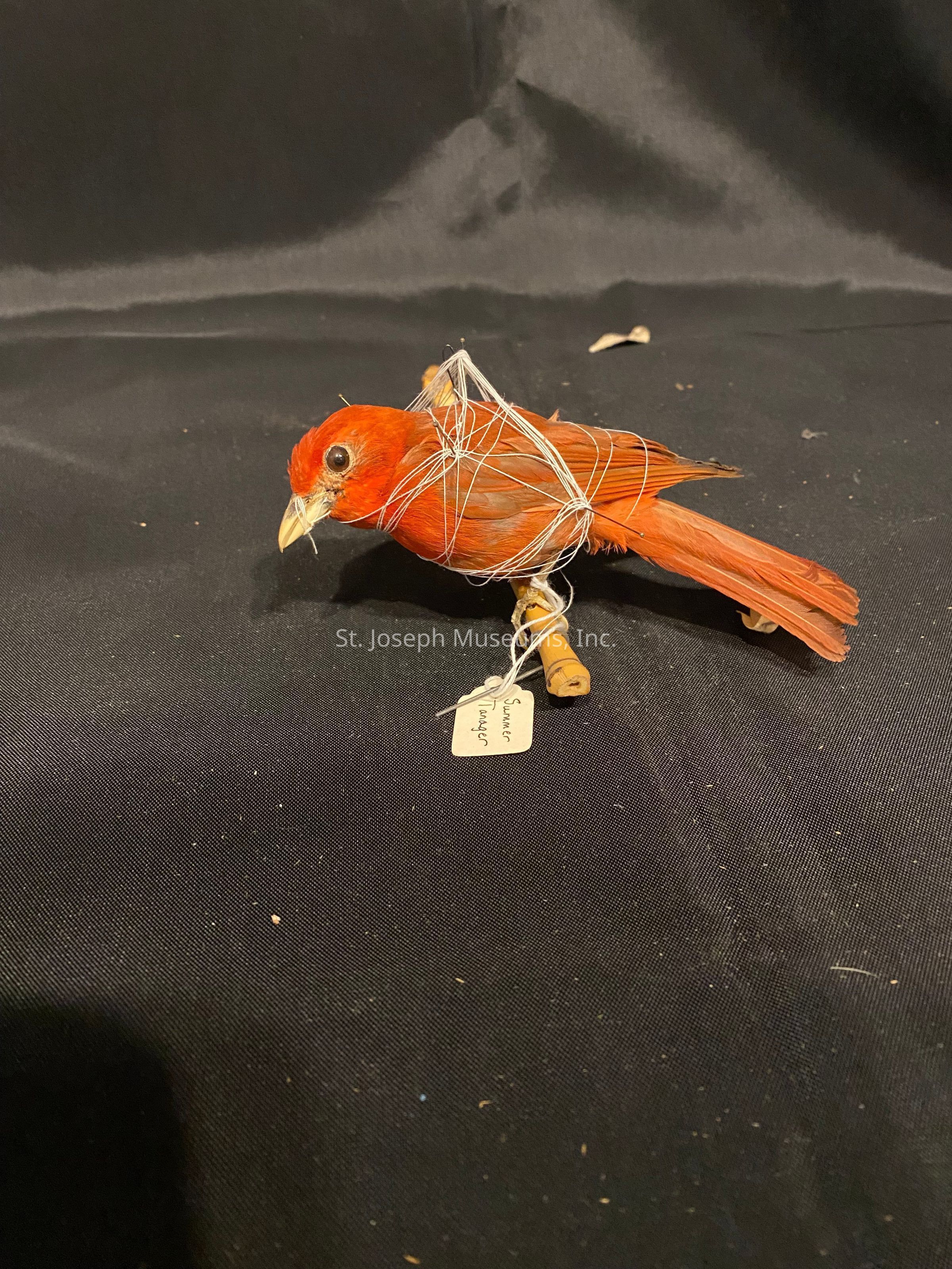 The image features a taxidermy bird with vibrant red plumage, positioned against a dark, textured backdrop. The bird is intricately bound with fine string that wraps around its body, giving it a structured form. Its head is angled slightly down, with a pointed, light-colored beak, and the eyes appear glossy, suggesting a lifelike appearance enhanced by taxidermy techniques. Beneath the bird, a small tag is attached to its leg, inscribed with something that appears to be a name or label. The surface on which the bird rests seems to be a matte fabric and scattered with tiny specks of debris, adding to the textured appearance of the scene. The contrast between the vivid red feathers and the dark backdrop emphasizes the bird's details, making it the focal point of the composition.