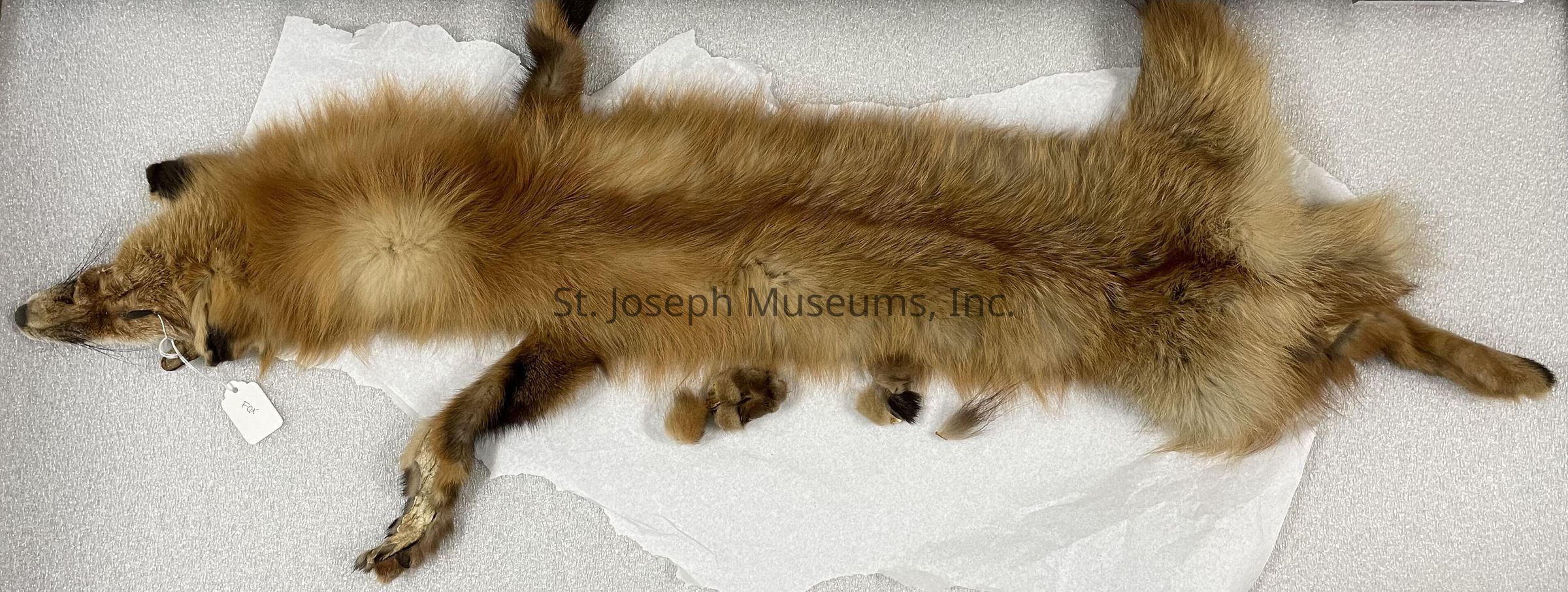 A preserved and flattened fox pelt with its rich, reddish-brown fur is displayed on a light textured surface, possibly in a museum or educational setting. Its limbs are splayed out, showcasing the full extent of its fur and the bushy tail. The fox's head is positioned to the left, and a white tag labeled "Fox" is attached to its ear. Beneath the pelt, there's a white sheet of protective paper partly visible, suggesting careful handling and preservation. The image highlights the fox's beautiful coat and craftsmanship involved in its preservation.