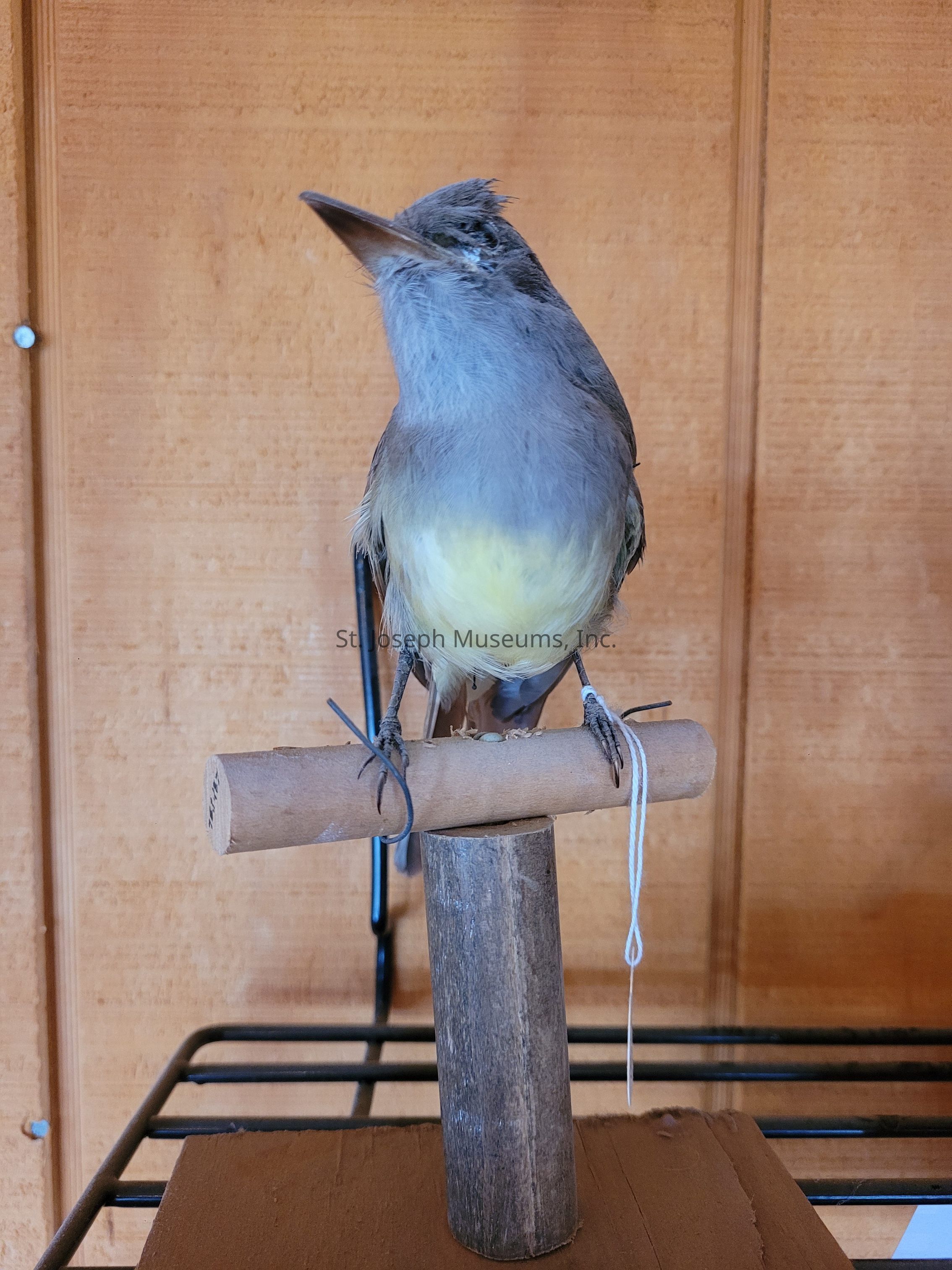 The image shows a small bird perched on a simple wooden stand inside a wooden enclosure. The bird, with its fluffy appearance, sports a mix of gray and yellow feathers, with the yellow prominently visible on its chest. Its head is slightly tilted, and its beak is pointed and forward-facing. The stand consists of a horizontal perch supported by a vertical post, both tied with strings for stability. In the background, the wooden enclosure has a simple design with a natural wood grain texture, providing a warm and cozy setting. The bird's presence on the perch, with its calm demeanor, adds a touch of liveliness to the otherwise simple surroundings.