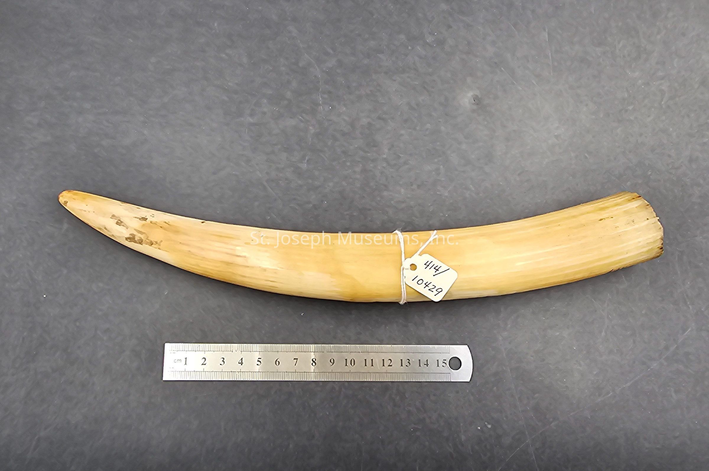 The image displays a large, curved ivory-like object resembling a tusk resting on a gray surface; its surface is smooth with subtle natural variations in color, ranging from pale cream to light tan, and the object is secured with a white string and a small, attached tag that bears the numbers "414" and "10429." Positioned below the tusk is a metallic ruler with clear centimeter markings from one to fifteen, providing a sense of scale and indicating that the tusk is approximately fifteen centimeters in length. The overall composition and lighting emphasize the tusk's smooth texture and gentle curvature, creating a natural, organic appearance.