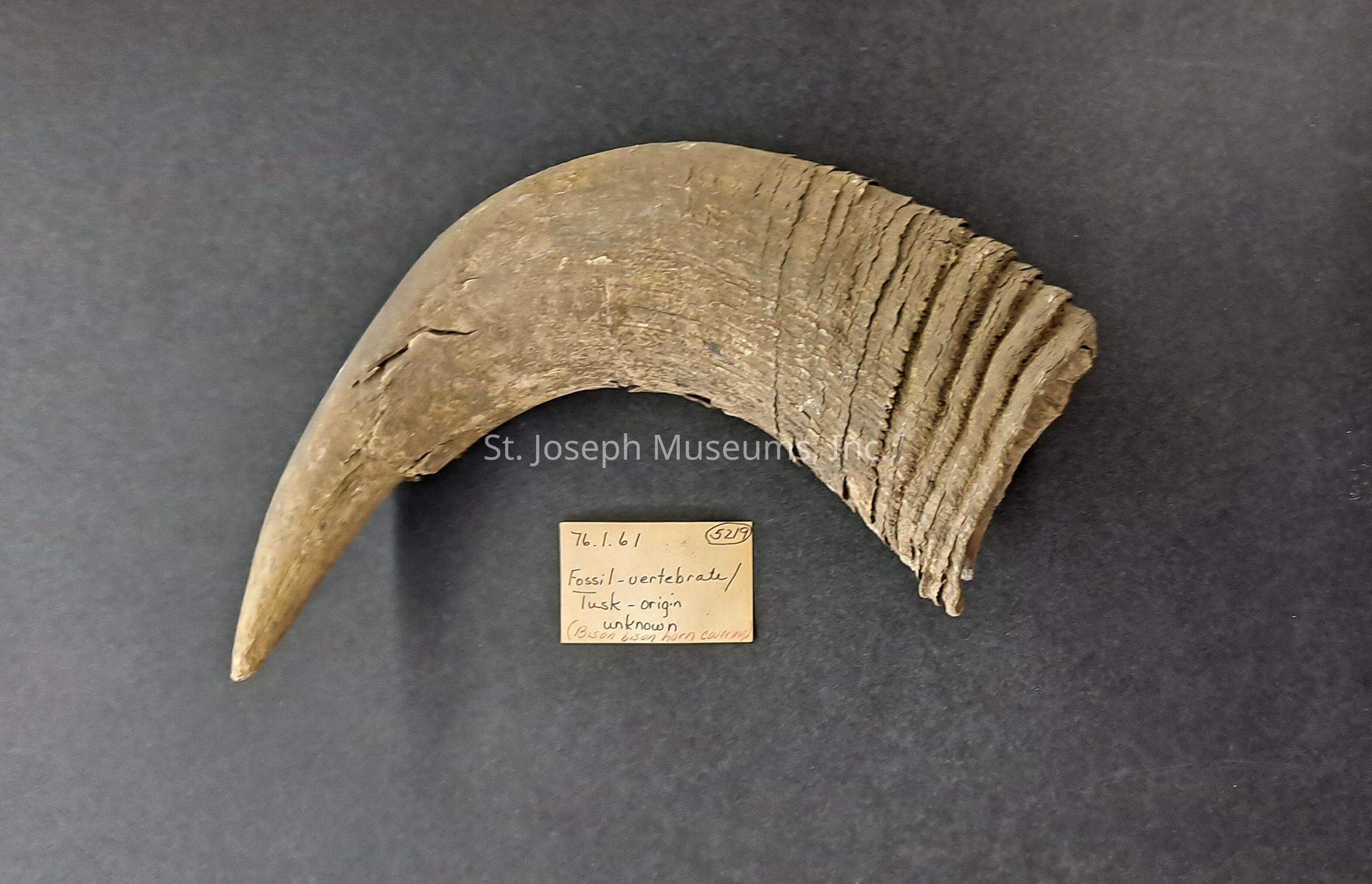 The image displays a large, curved fossil that appears to be a tusk or horn with a rough texture, lying against a dark background; beside it is a small handwritten note containing several notations including numbers and descriptive text, which suggests that the fossil is from an unidentified vertebrate, potentially of bison origin.
